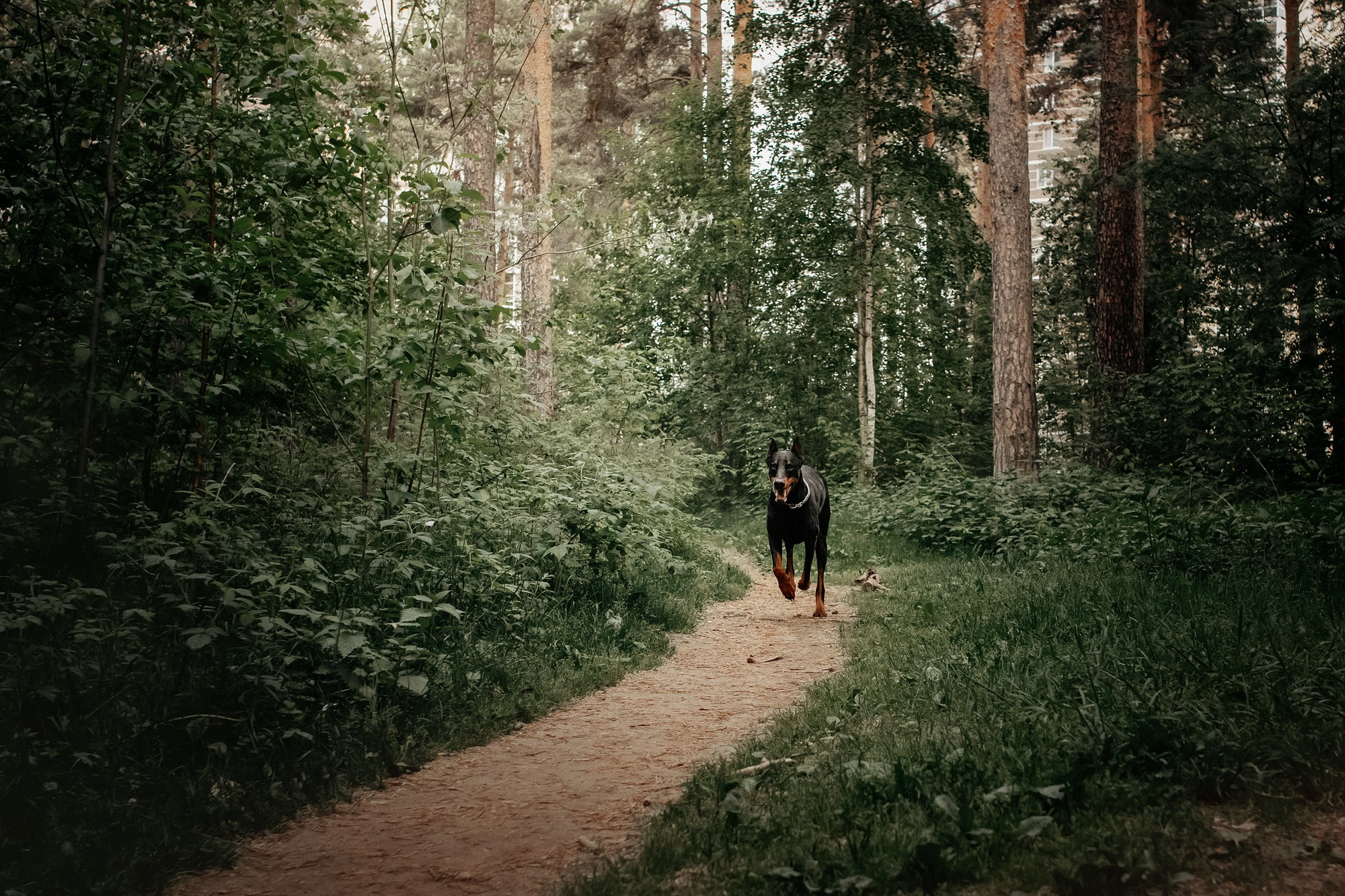 Вера и Люк. Фотограф Наталья Потапова