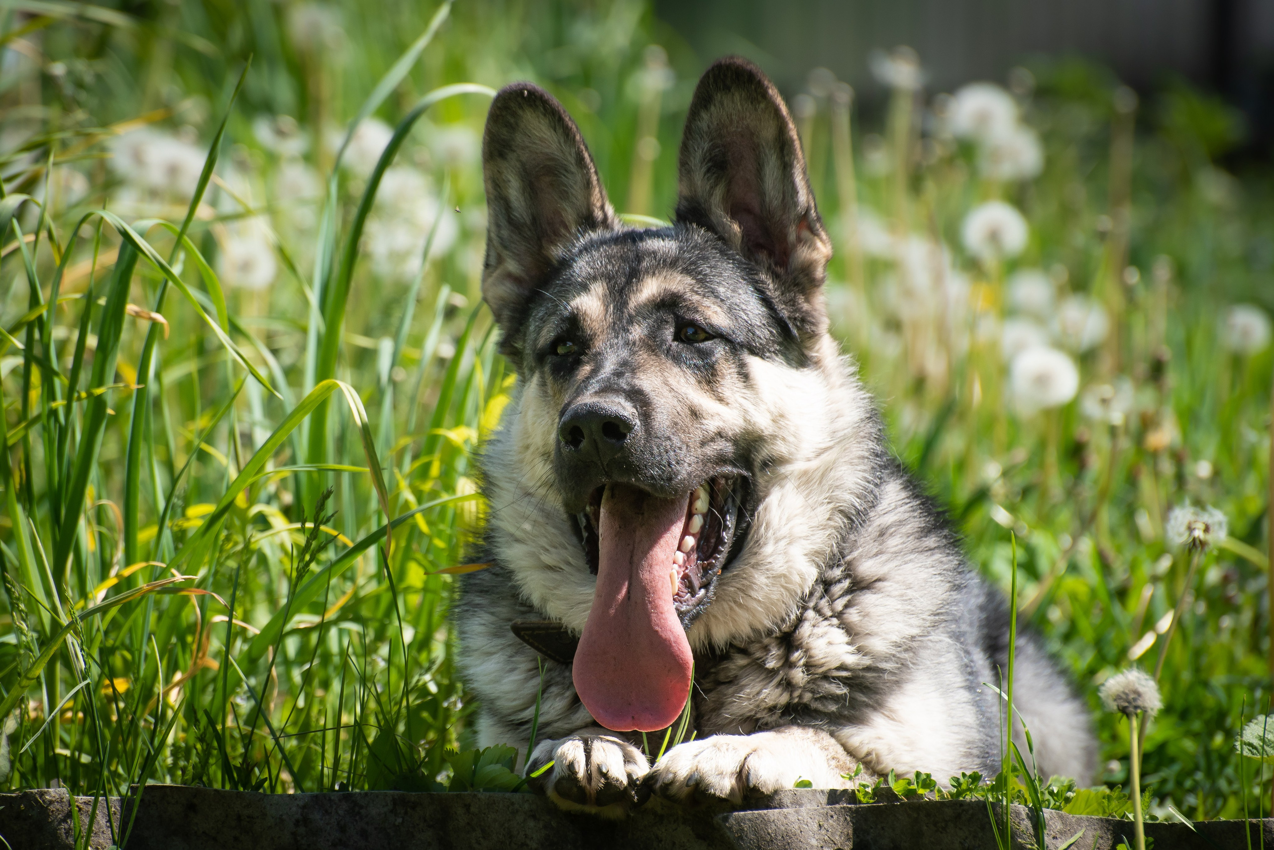Фотосессия на даче для собак. Фотограф Макс Огурцов в Нижнем Новгороде