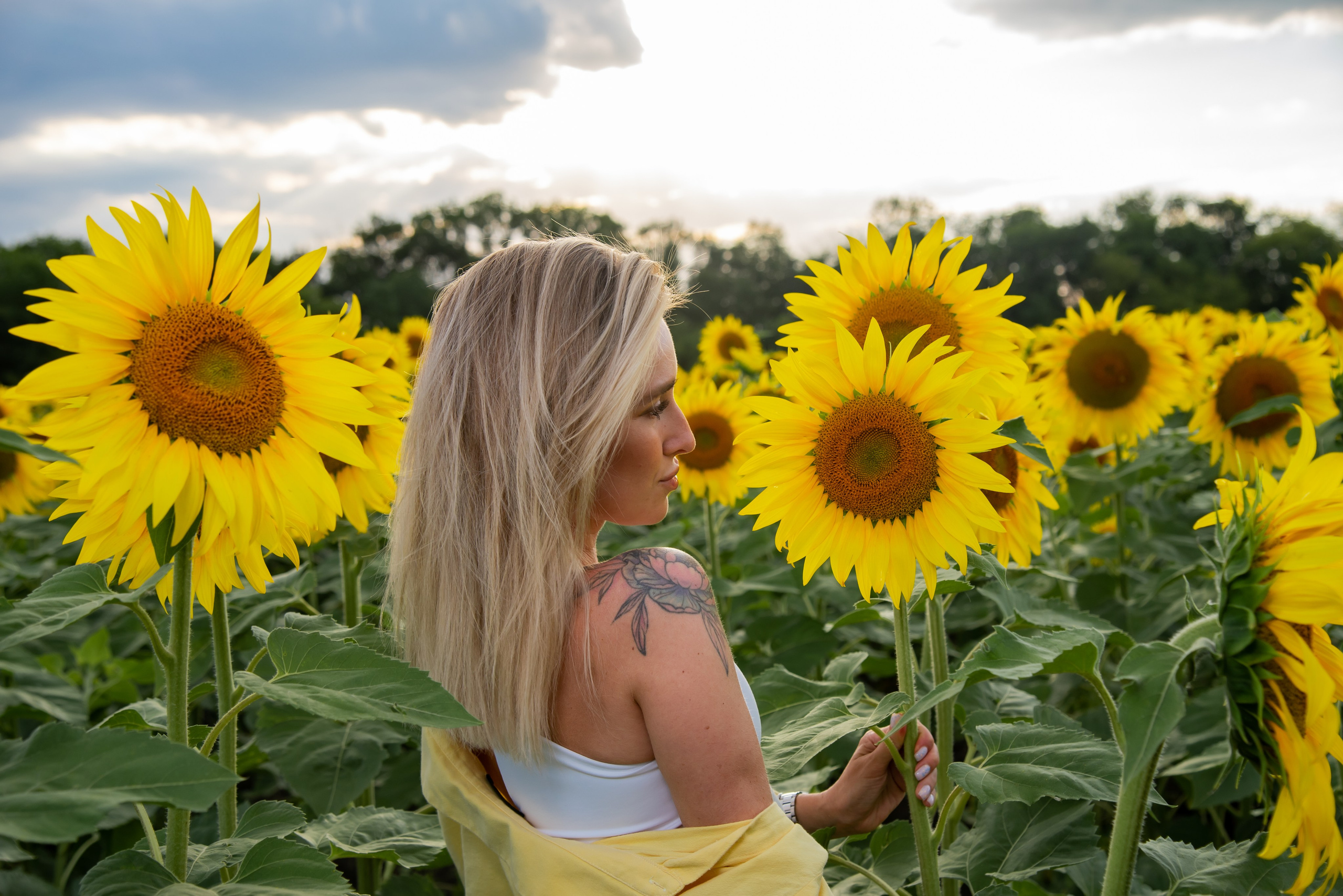 Подсолнух. Фотограф Галина Нестерова