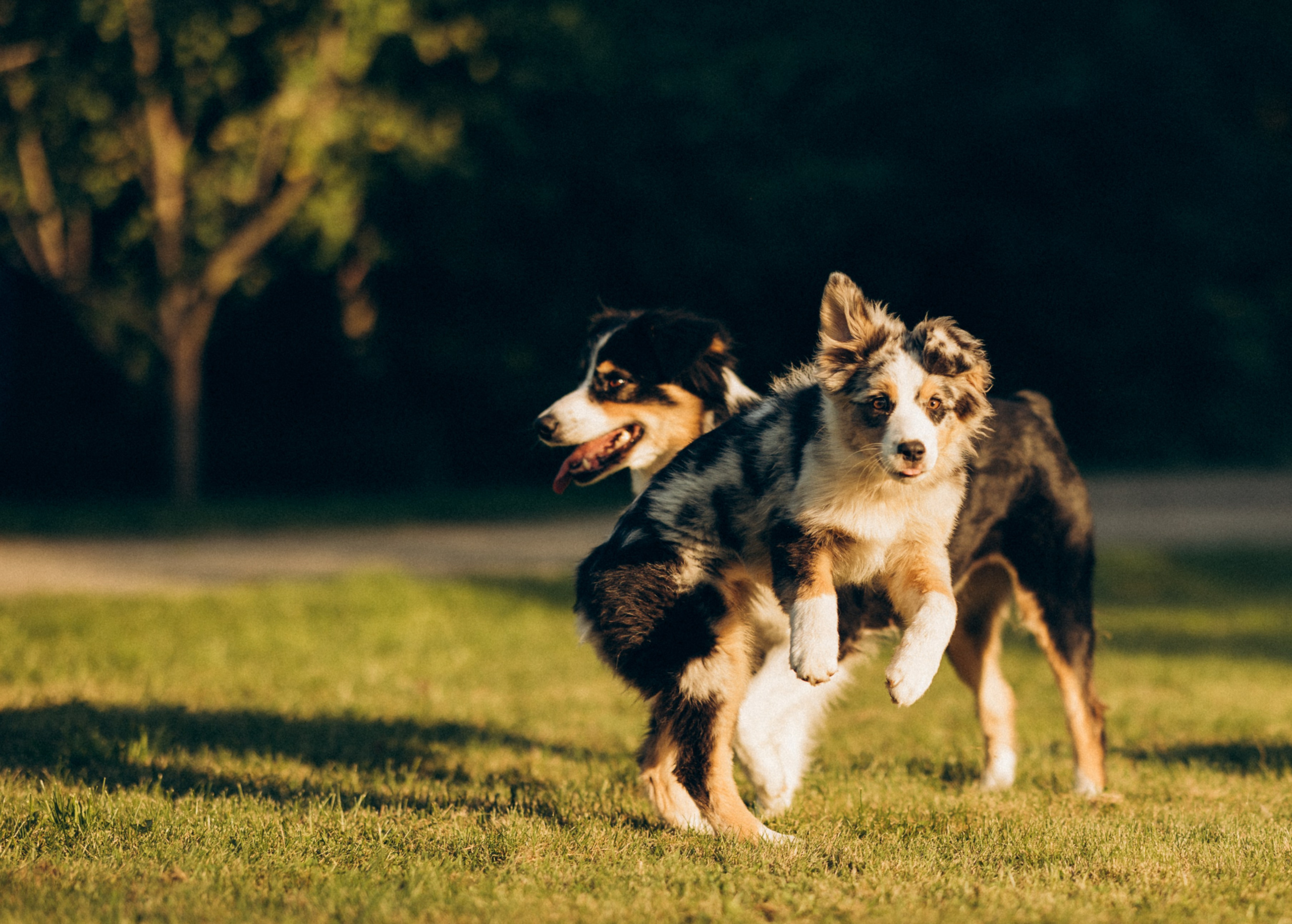 Катя и ее стая. Татьяна Афонина | Фотограф