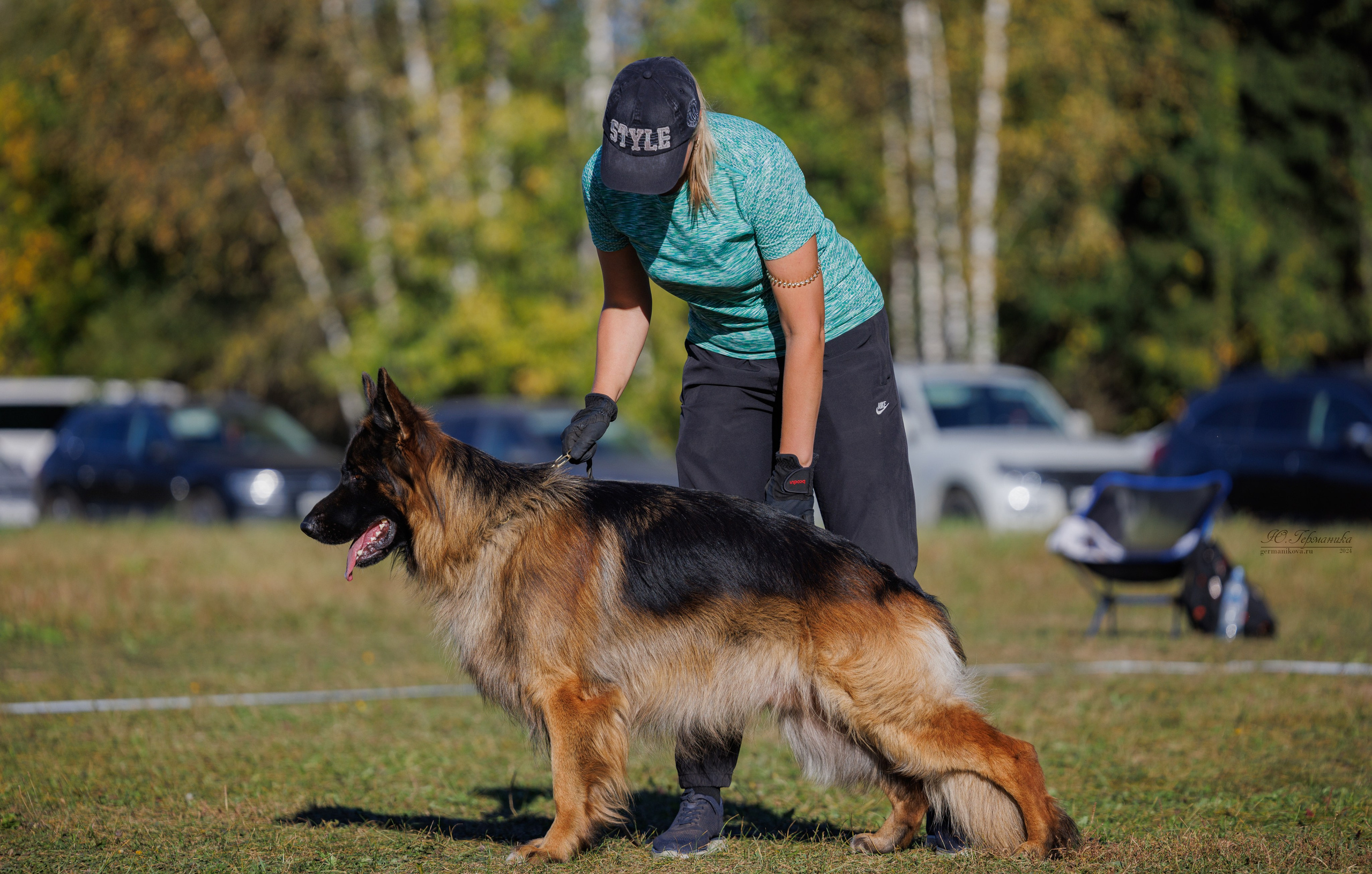 Тверь немецкие овчарки 22.09.2024. Фотограф-анималист Юлия Германика