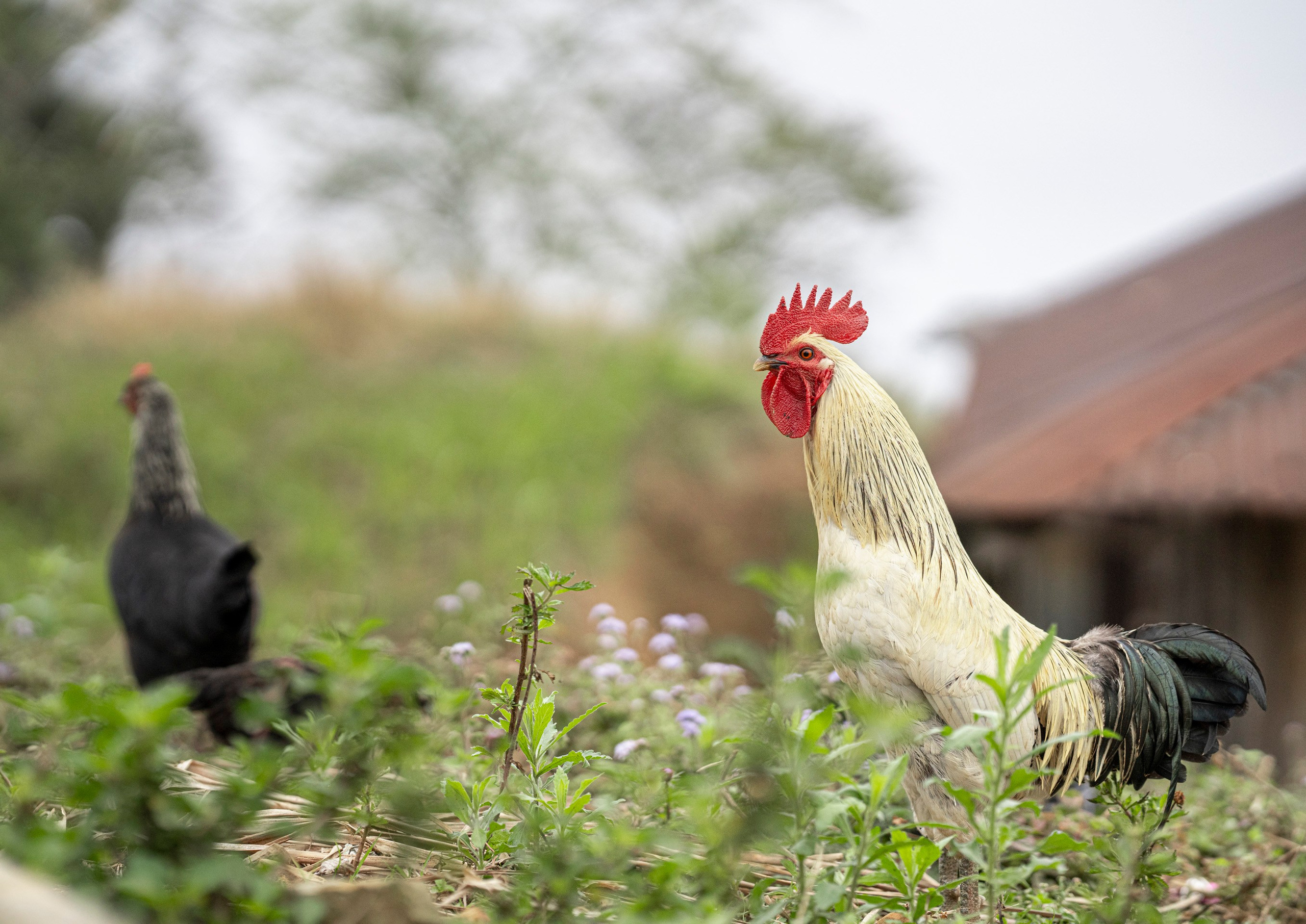 India travel. Фотограф Сергей Танков