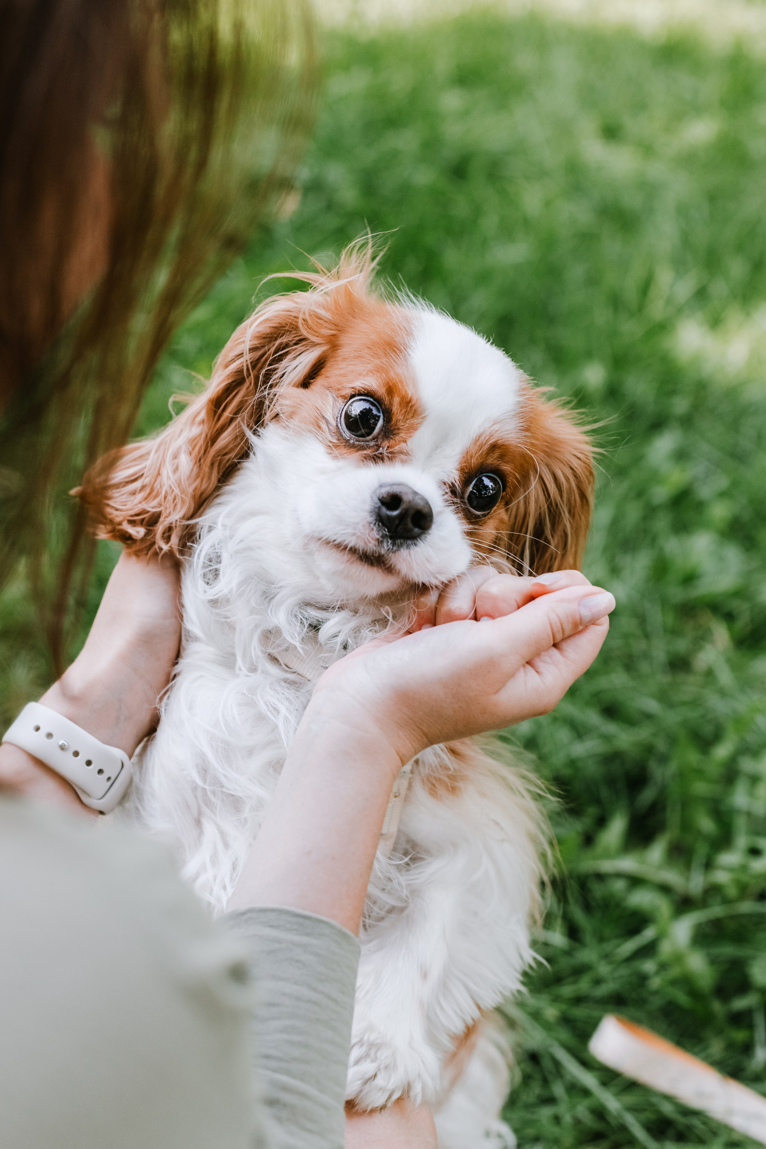 Фотопрогулка на бульваре. Фотограф-анималист Татьяна Степанова