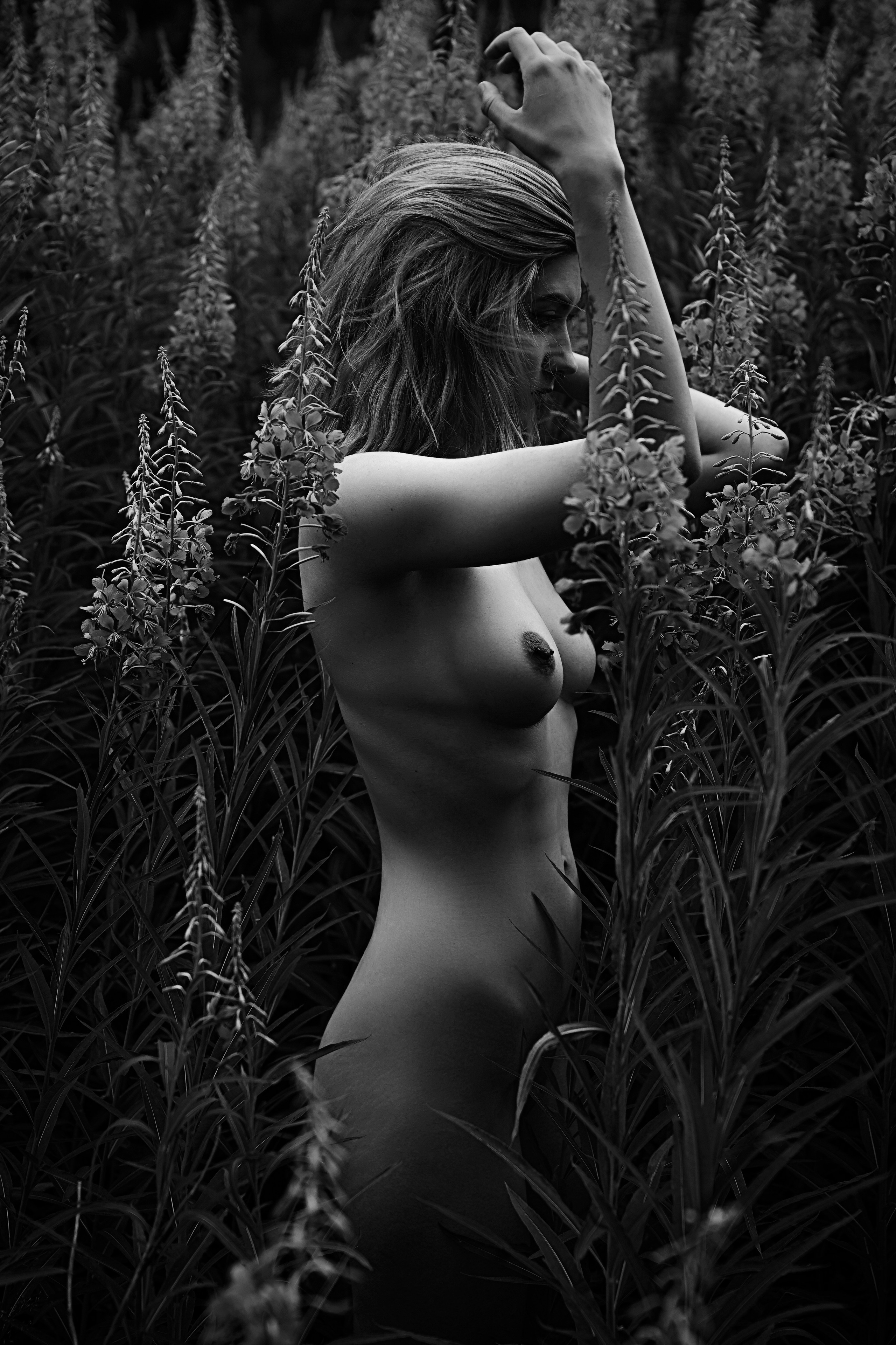 Иван-чай. Фотограф в Санкт-Петербурге Березовский Даниил