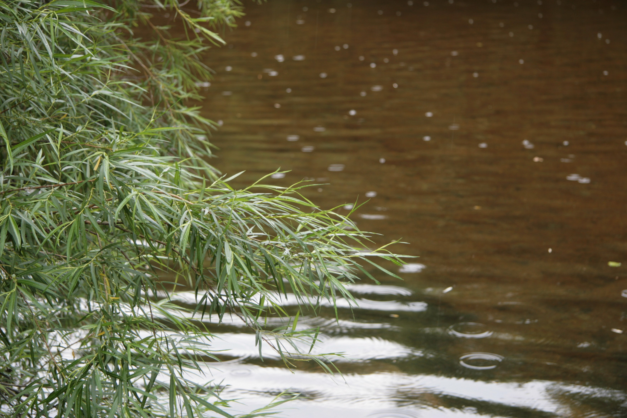 Фото Природы Забайкалья. Студия Максима Белослюдцева