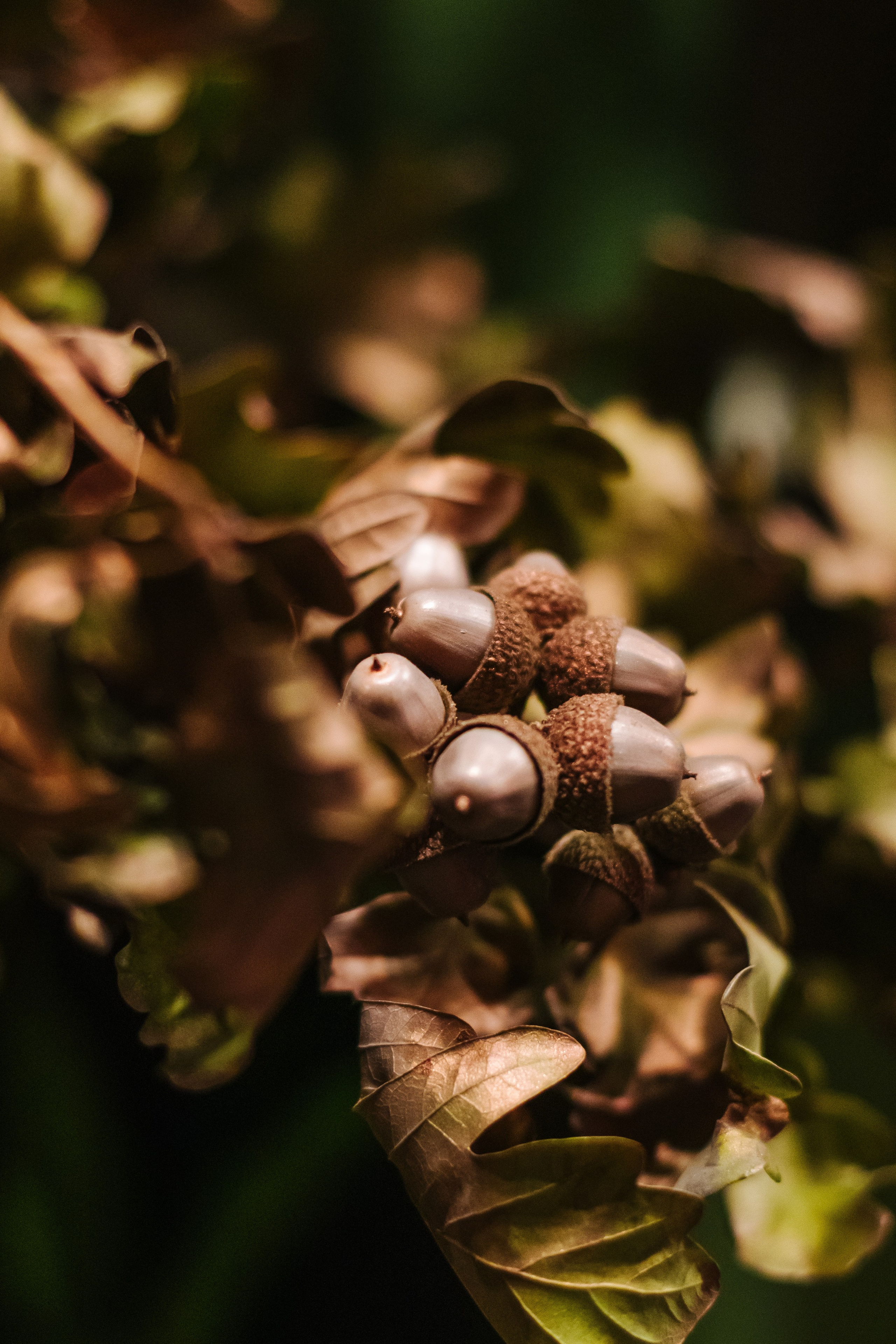 Клубника в шоколаде «KIKIMORA». Коммерческий фотограф в Санкт-Петербурге (СПб) Екатерина Панчёха, Панчёшка