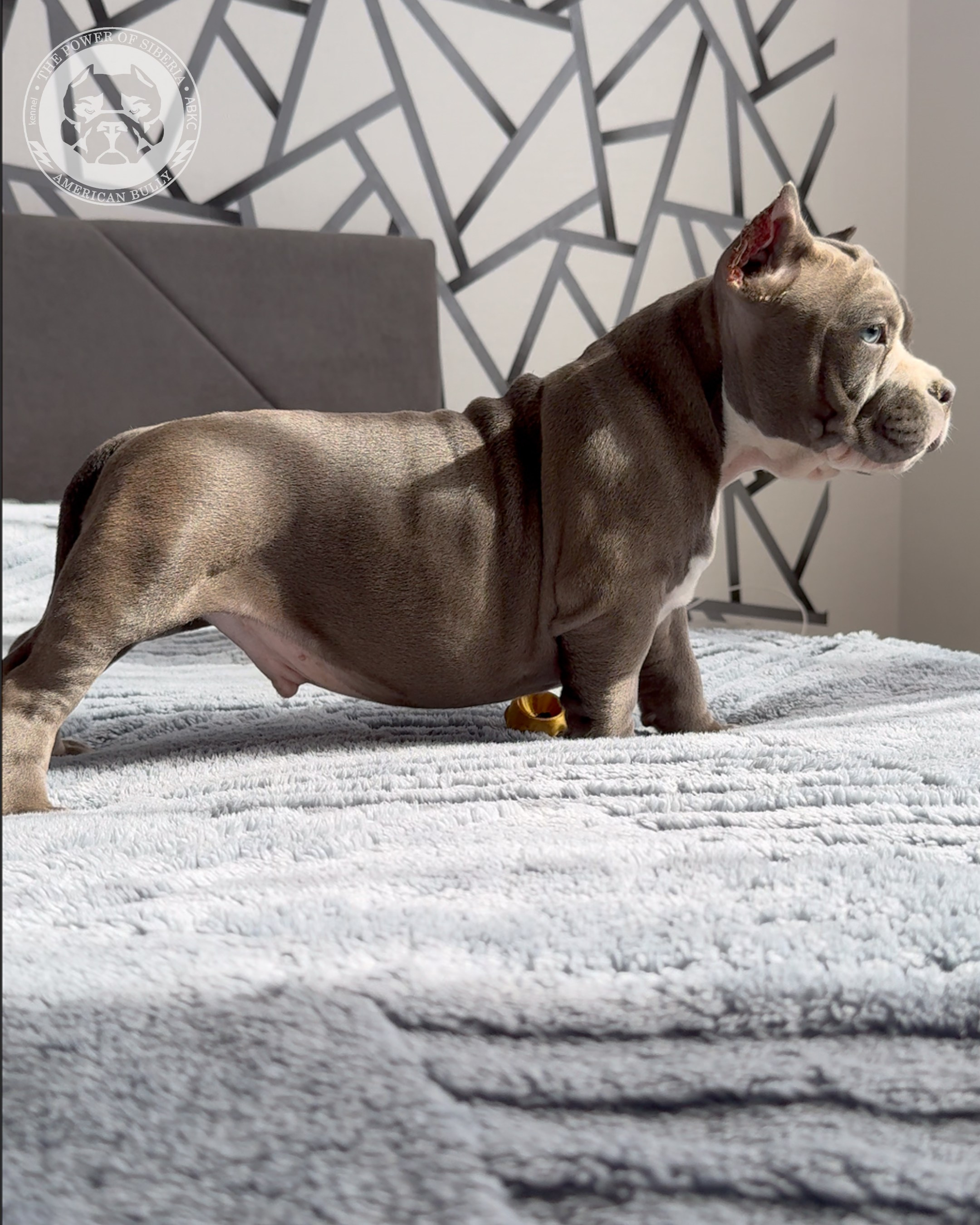 29.12.25-Терри-Локо. Американский Булли в г. Ростов-на-Дону. Питомник THE POWER OF SIBERIA