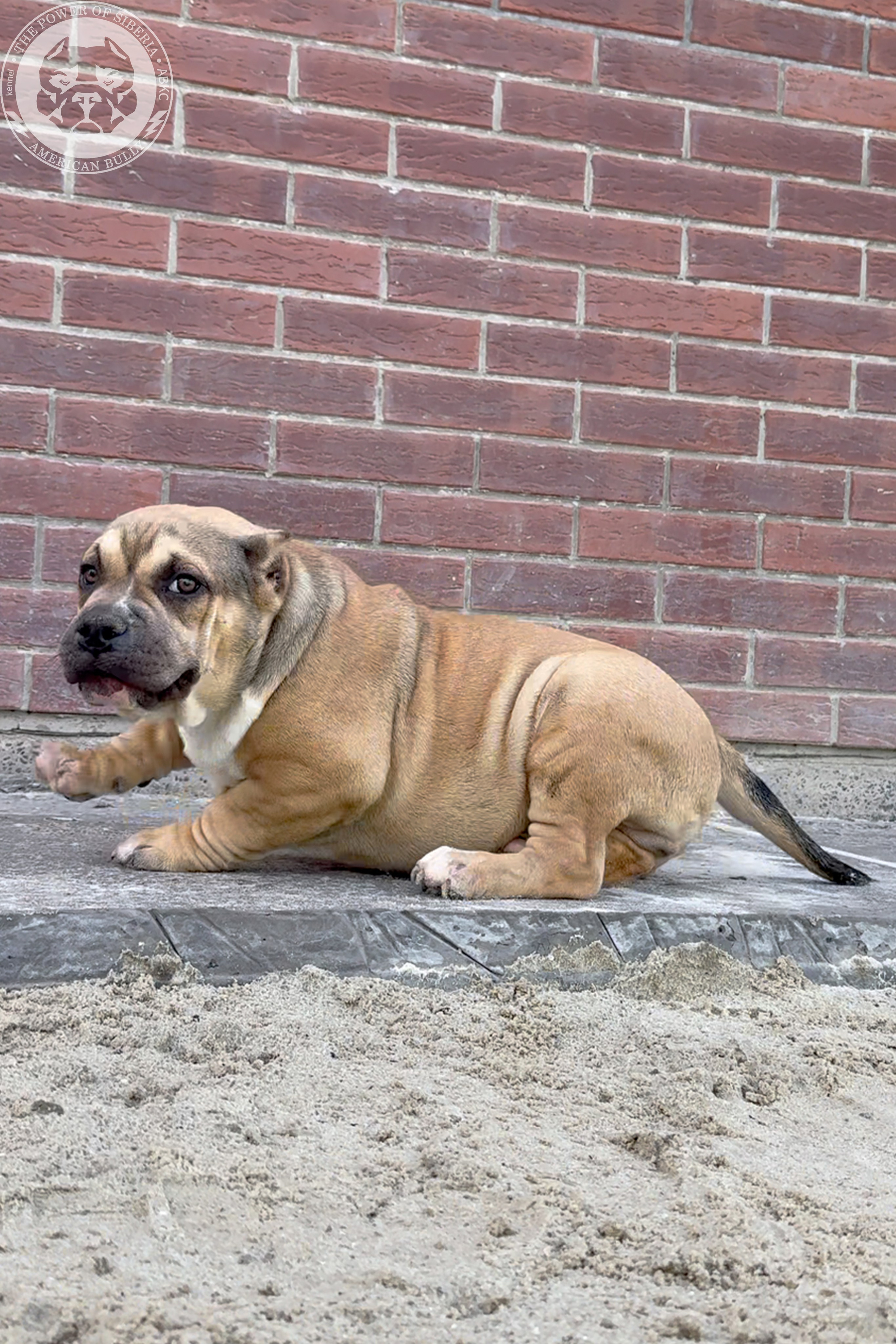 22.11.25 Тагира-Каспер. Американский Булли в г. Ростов-на-Дону. Питомник THE POWER OF SIBERIA