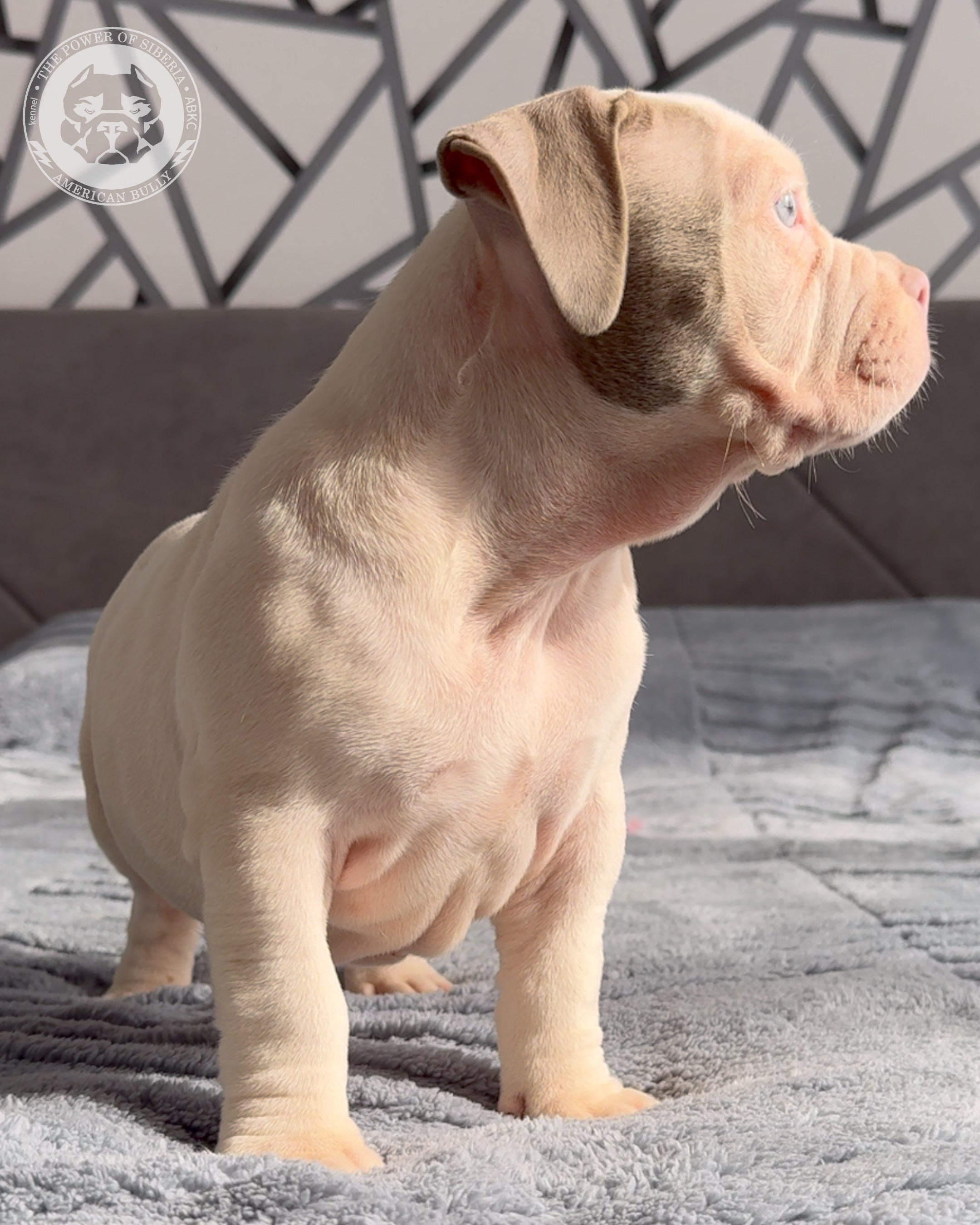 Свободные щенки Американский Булли, в типах покет, классик, стандарт. Американский Булли в г. Ростов-на-Дону. Питомник THE POWER OF SIBERIA