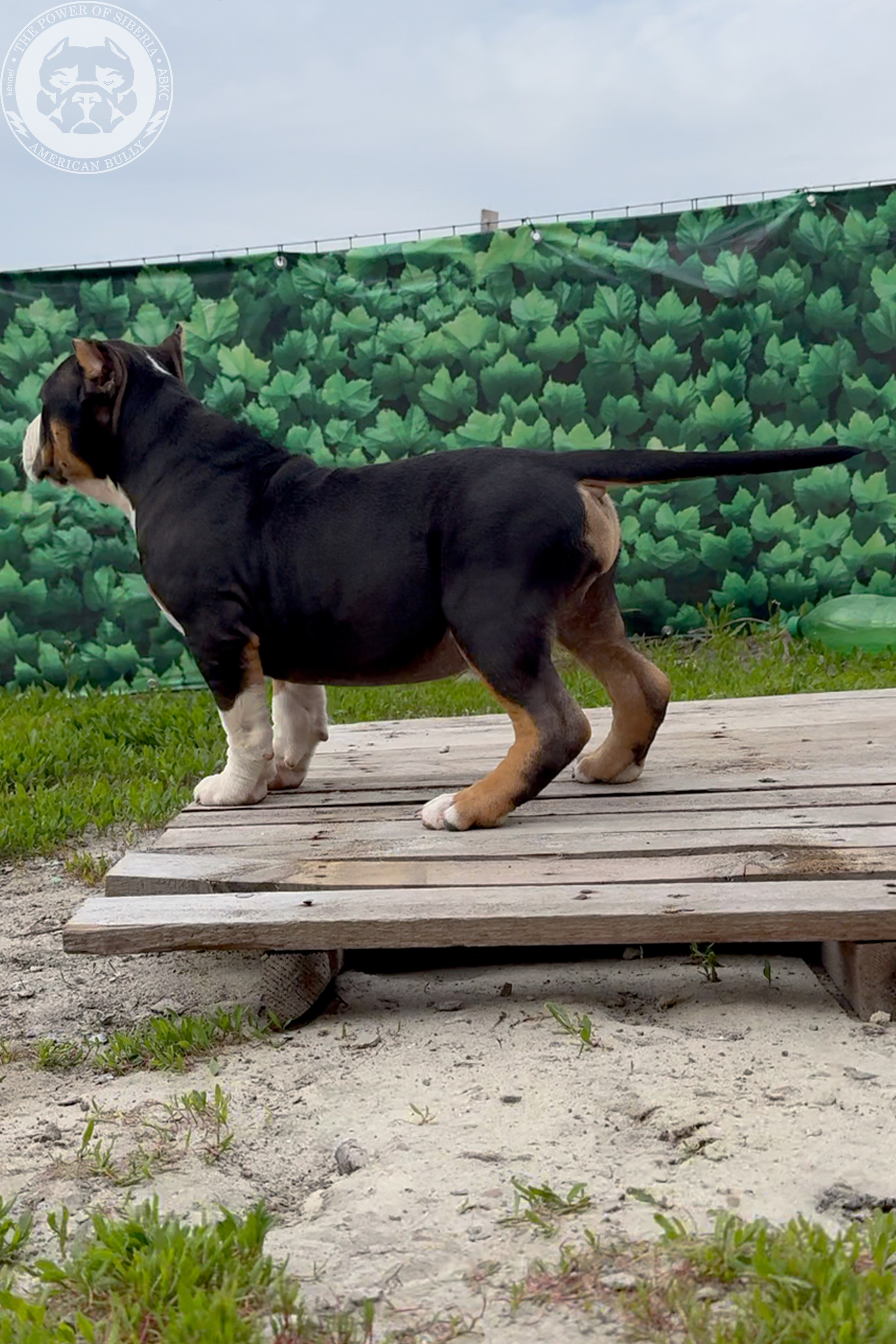 20.01.26-Рокси-Арчи. Американский Булли в г. Ростов-на-Дону. Питомник THE POWER OF SIBERIA