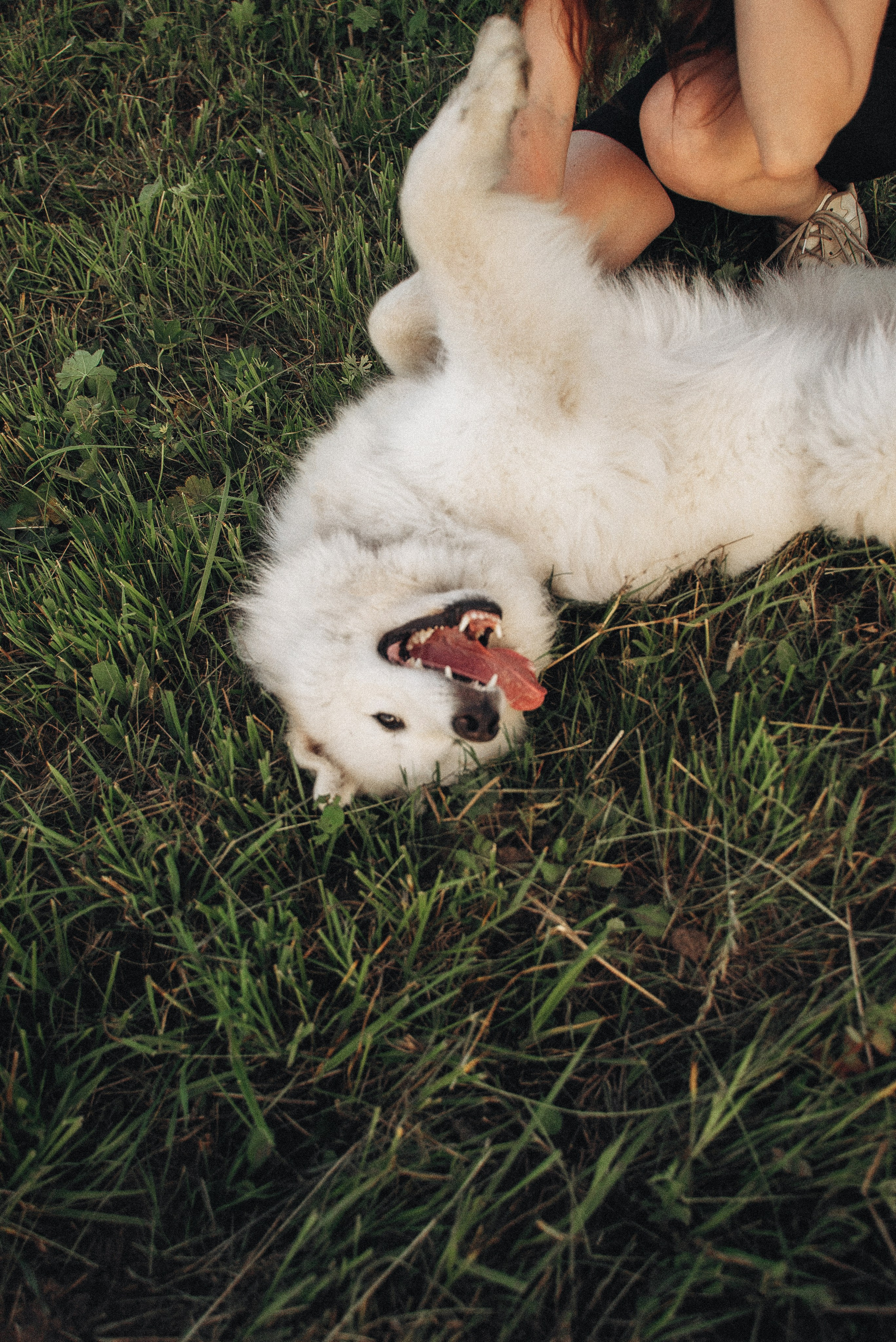 Алёна и Челси. Фотограф-анималист Богданова Полина