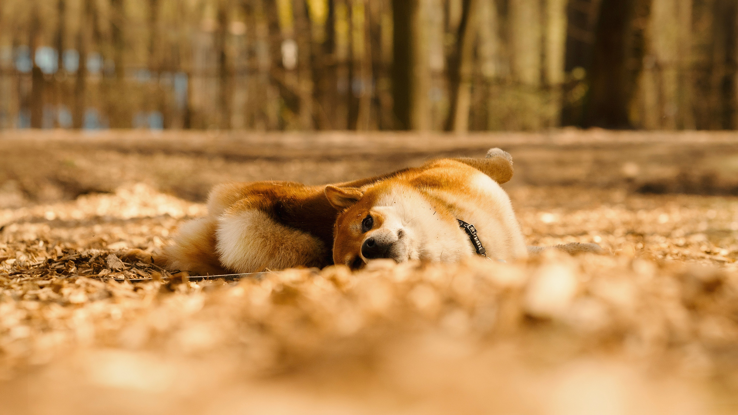 Юнки. Фотограф- анималист Александра Матвеева