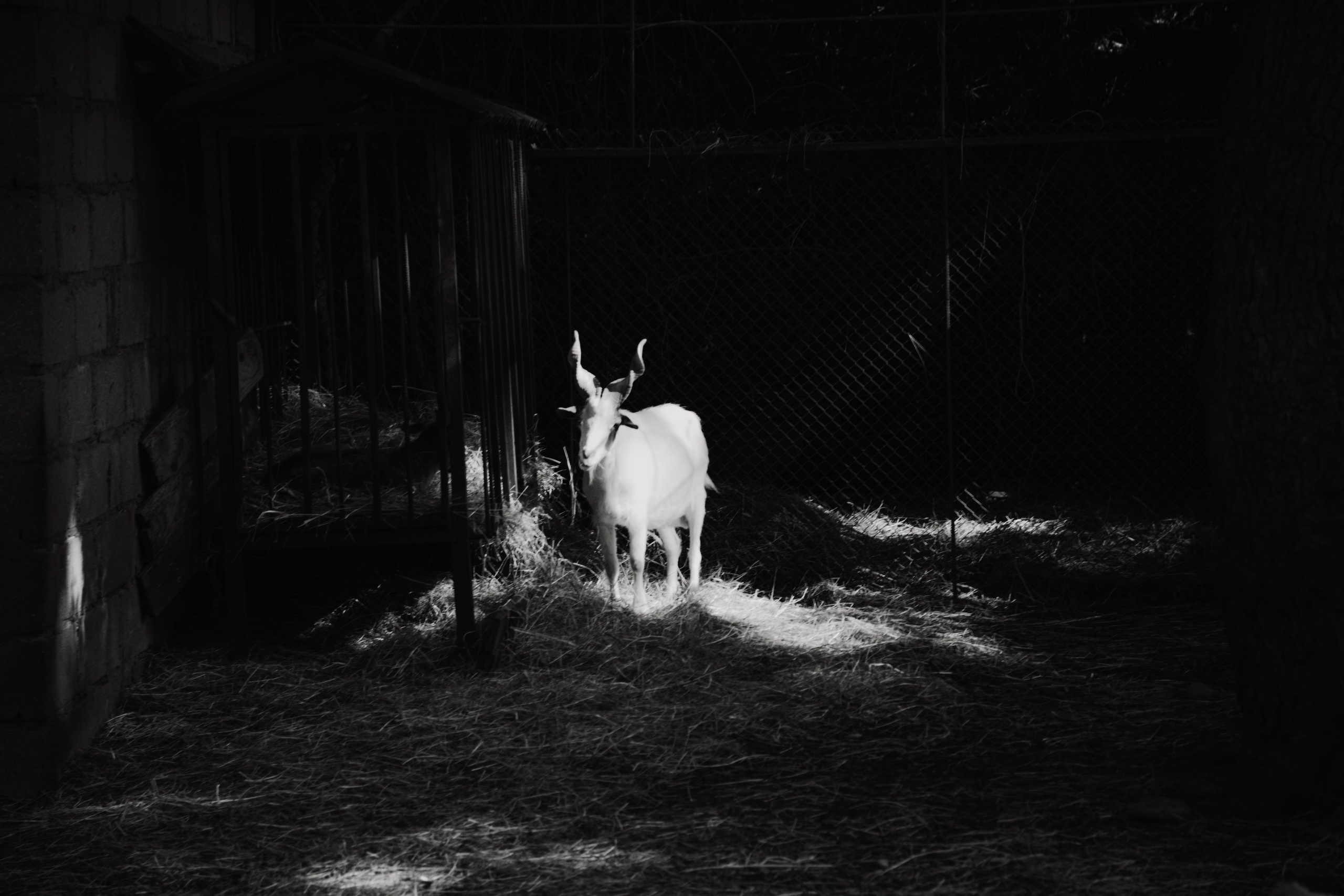 Зоопарк. Dmitriy [KCCC] is a pretty cool photographer