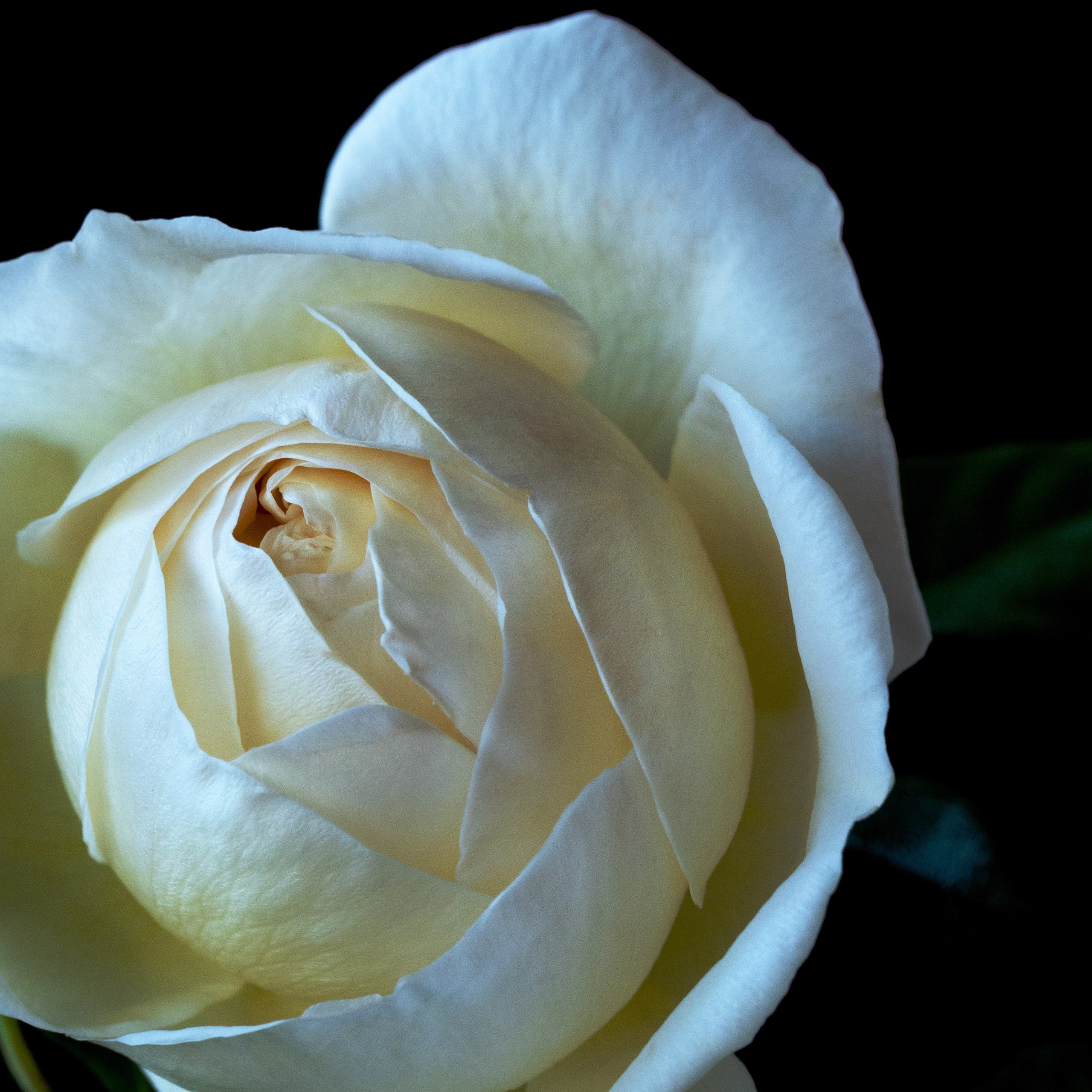 Iceberg. Author’s fine art prints with international delivery