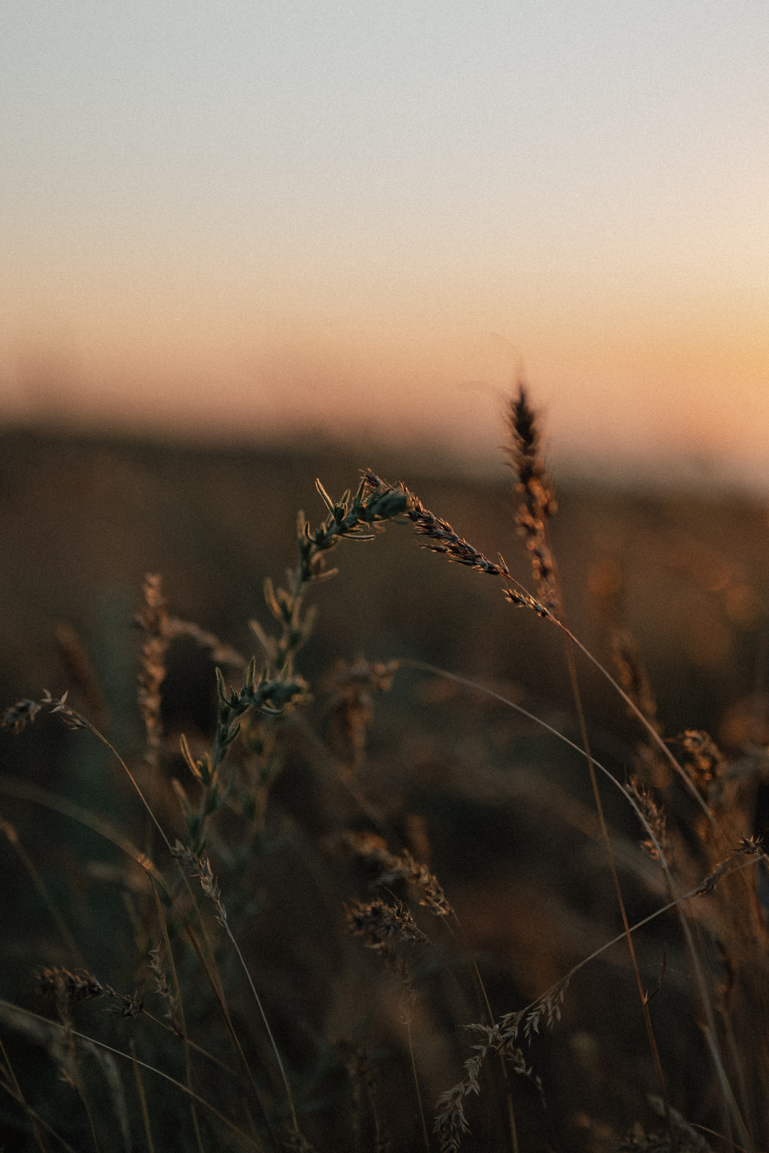 Вера & Влад & Надя. Алёна Куртова