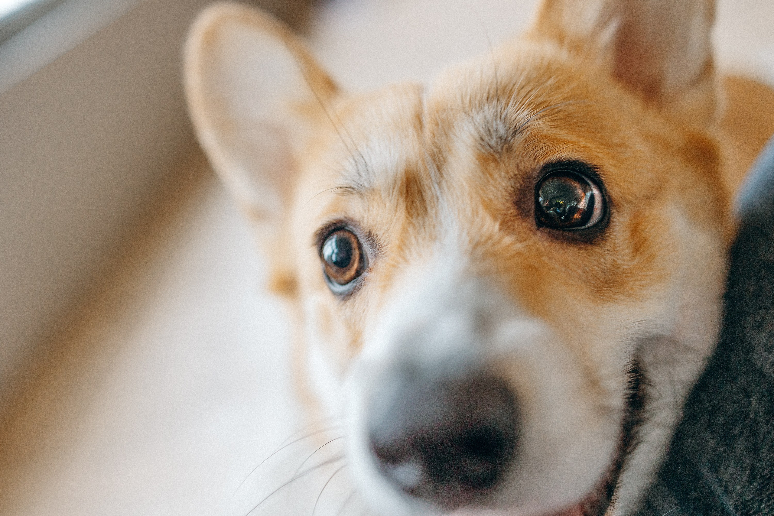 Семья с корги. Фотограф. Фотограф-анималист. Москва