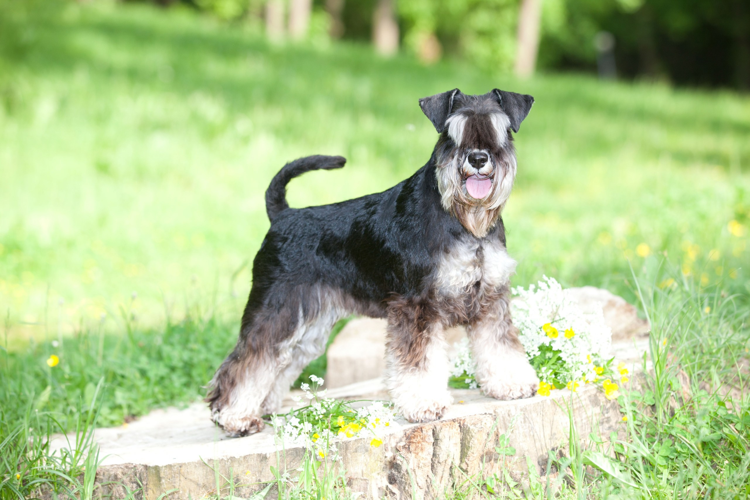 Леля/Asson Ari Unara Valeri. Питомник цвергшнауцеров в Беларуси «Делинсо Бэлэнс»