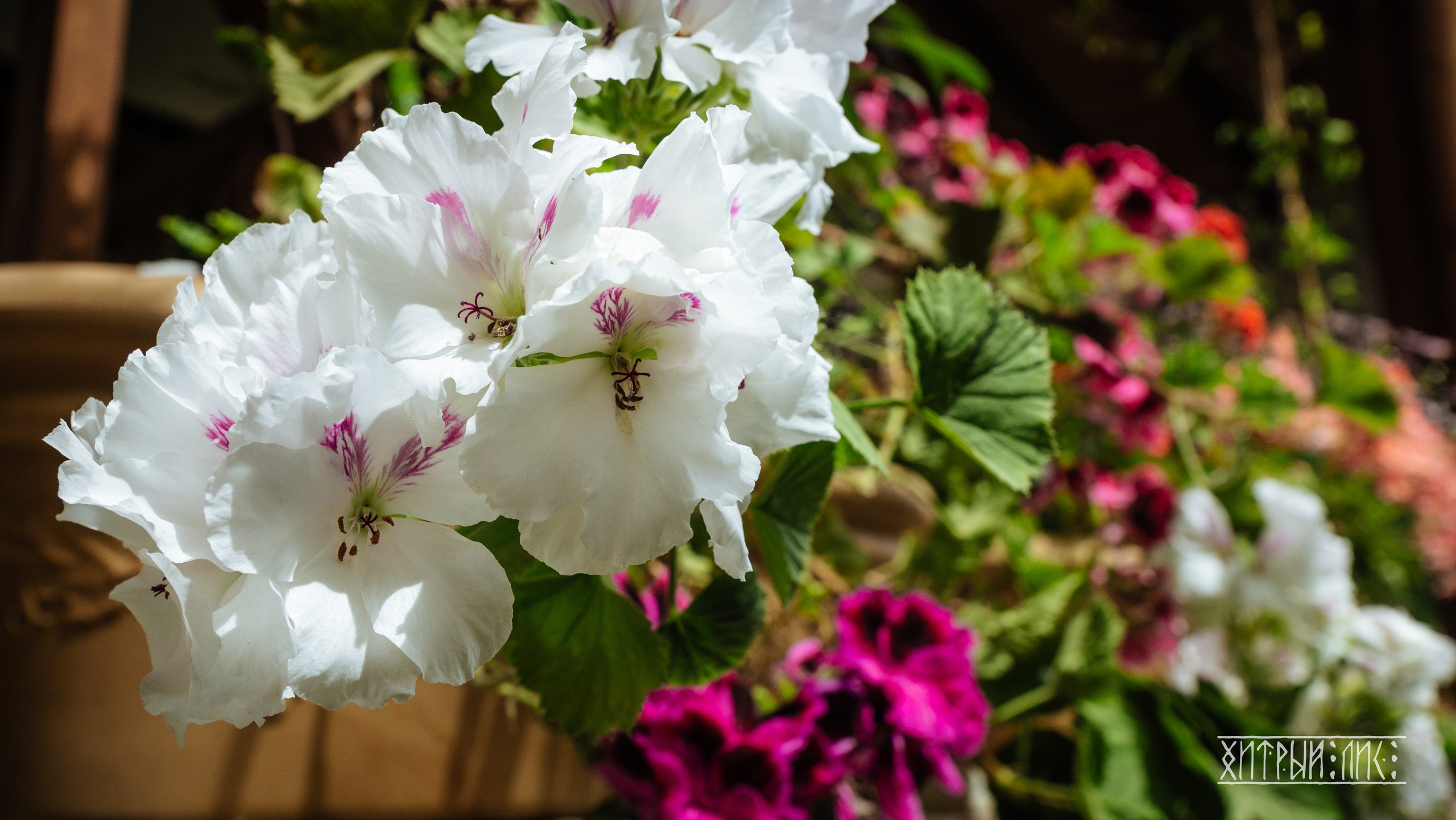 Кипр. Фотограф-путешественник Самойлов Максим «Sly Fox»