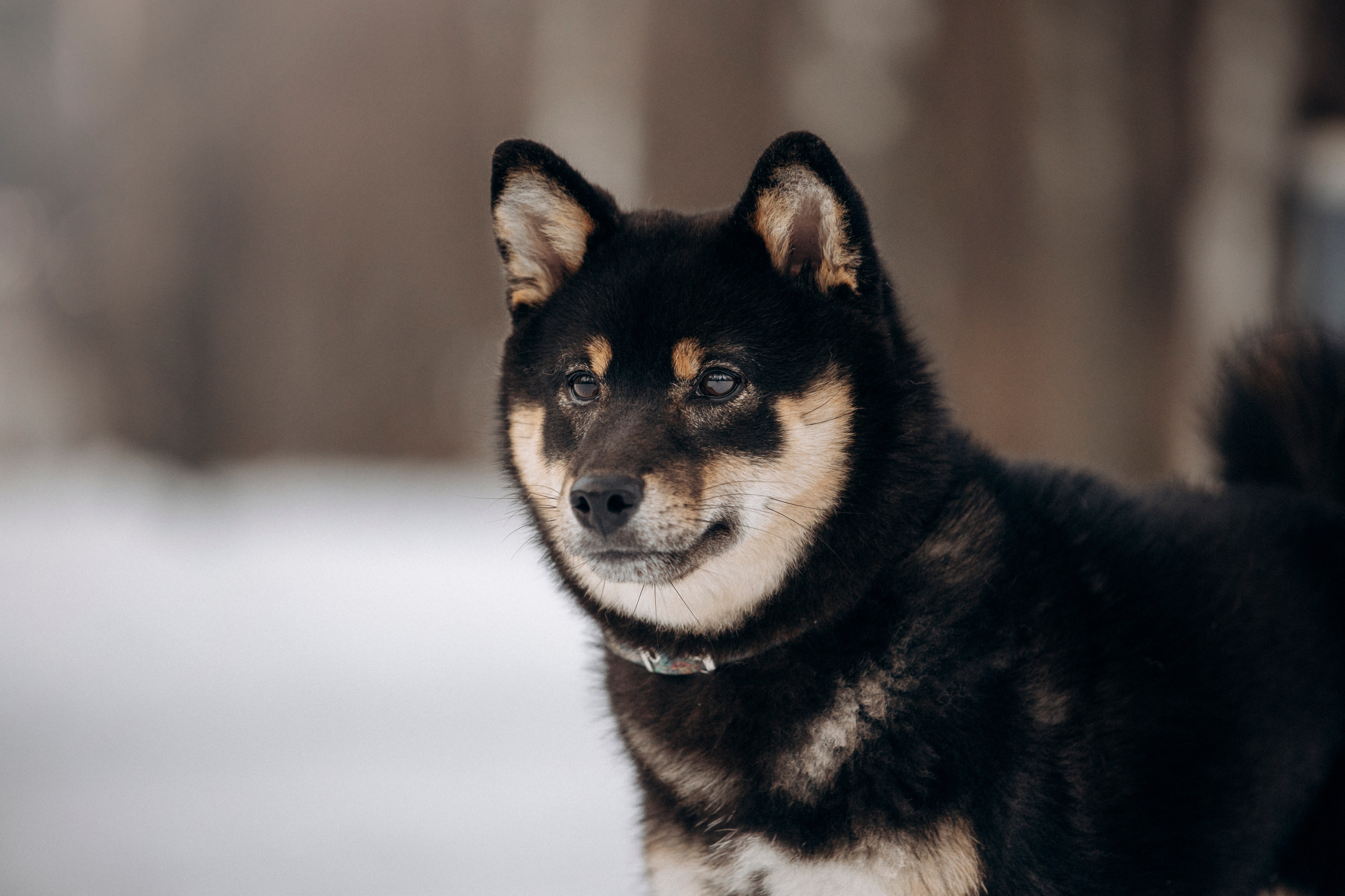 Дарья и Мики. Фотограф — Анималист | Санкт-Петербург