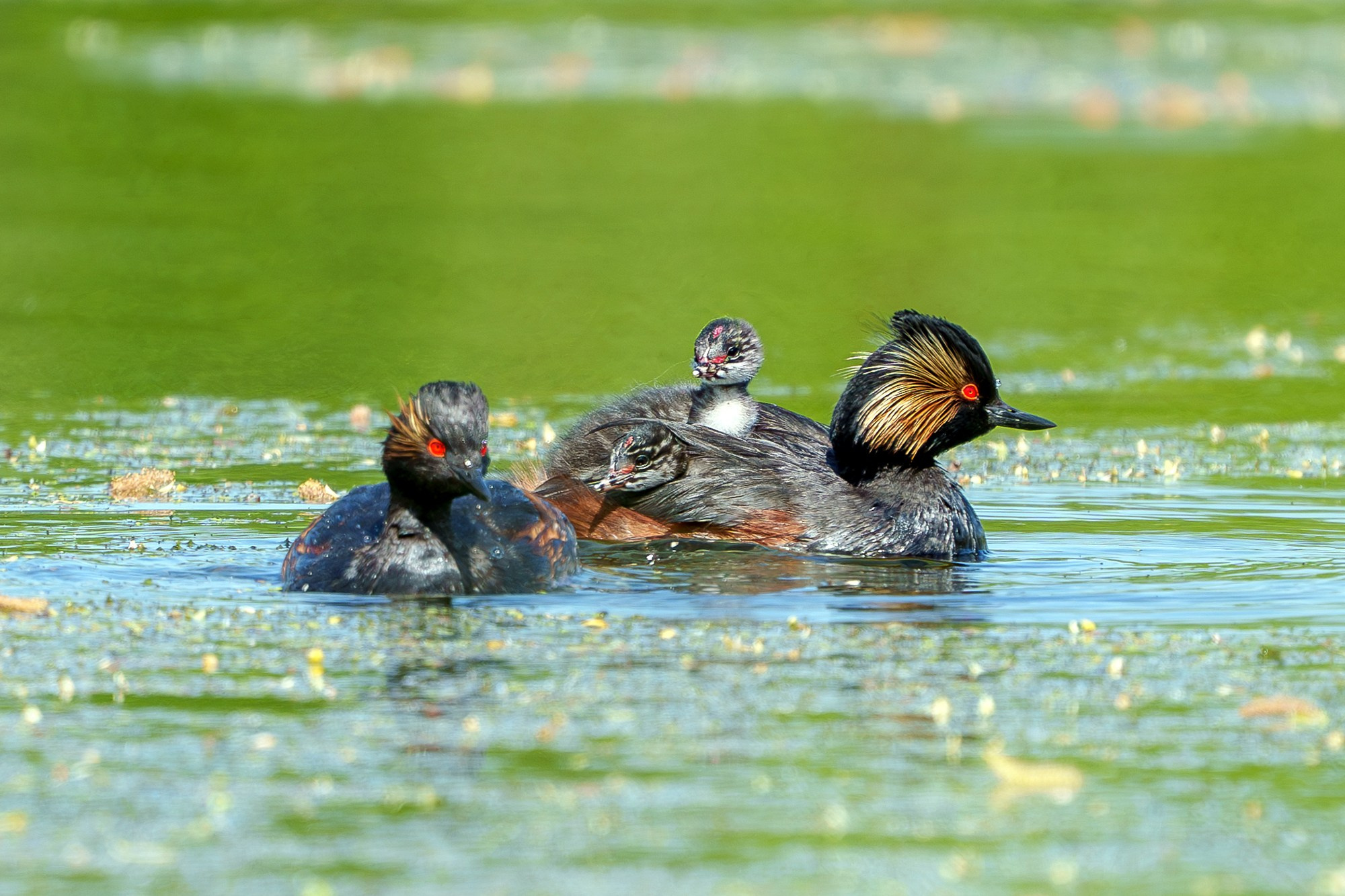 Удивительные мир птиц. Вокруг нас столько прекрасного — присмотритесь!. Ваш личный фотограф Марина Волкова