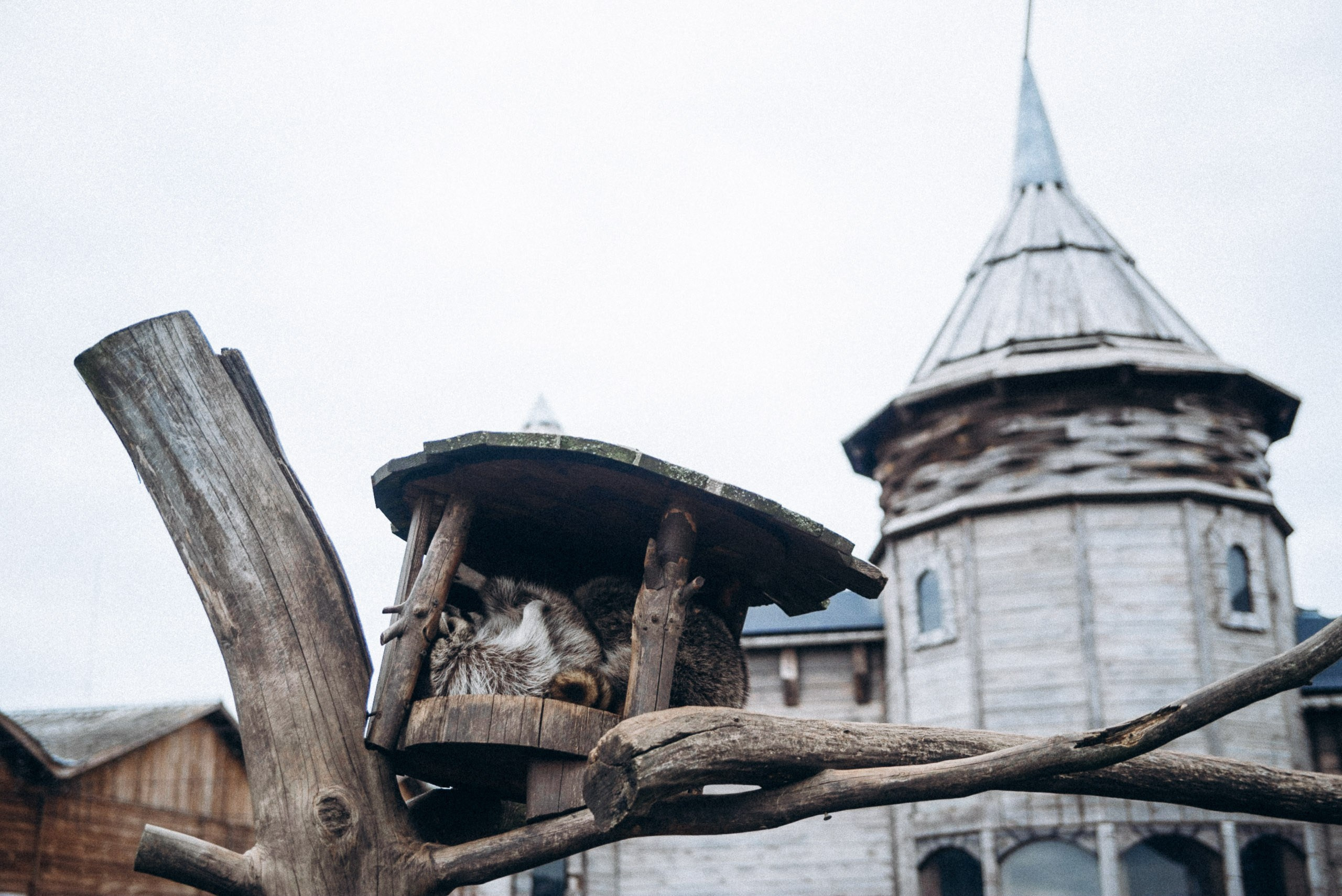 Диприз 🦌🌿🦝. Anita_photo