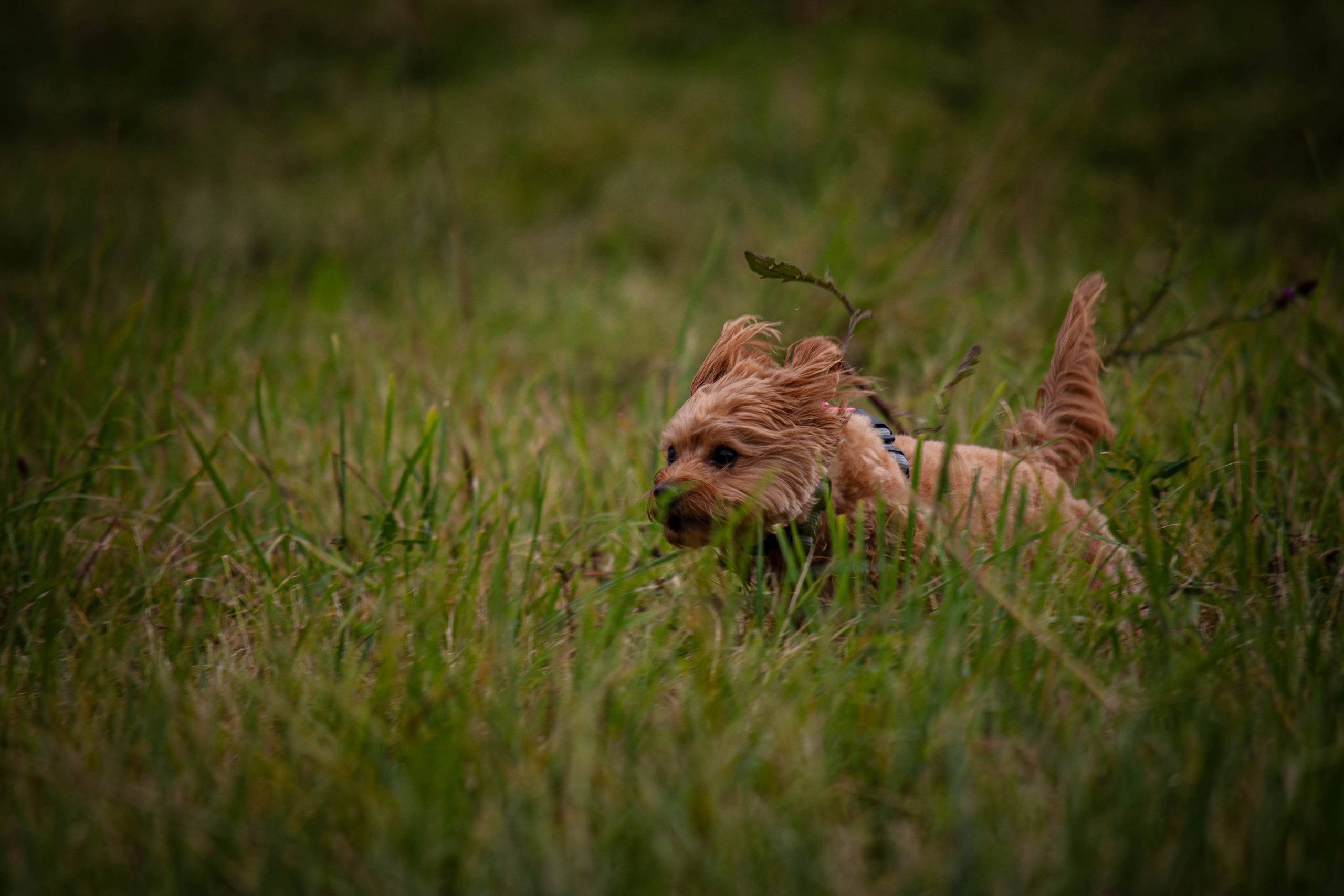 Прогулка в парке Митино. Фотограф Светлана Блинова, Москва и Московская область