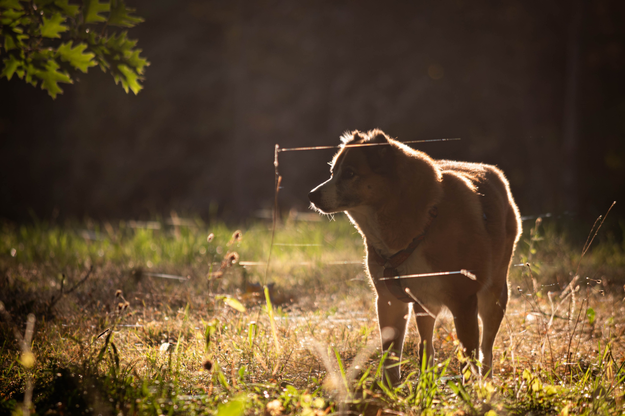 Ник и Полина. Фотограф Светлана Блинова, Москва и Московская область