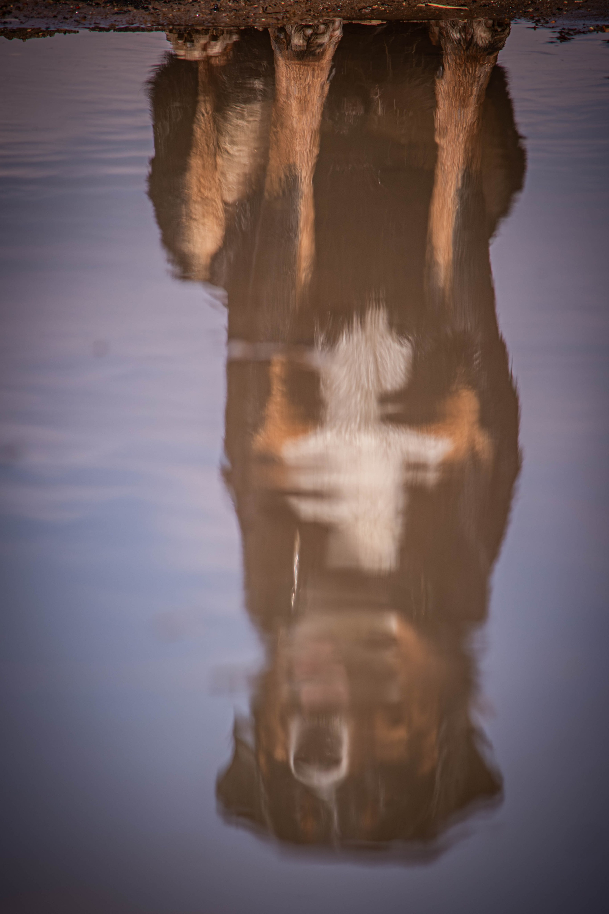 Микки и Юля. Фотограф Светлана Блинова, Москва и Московская область