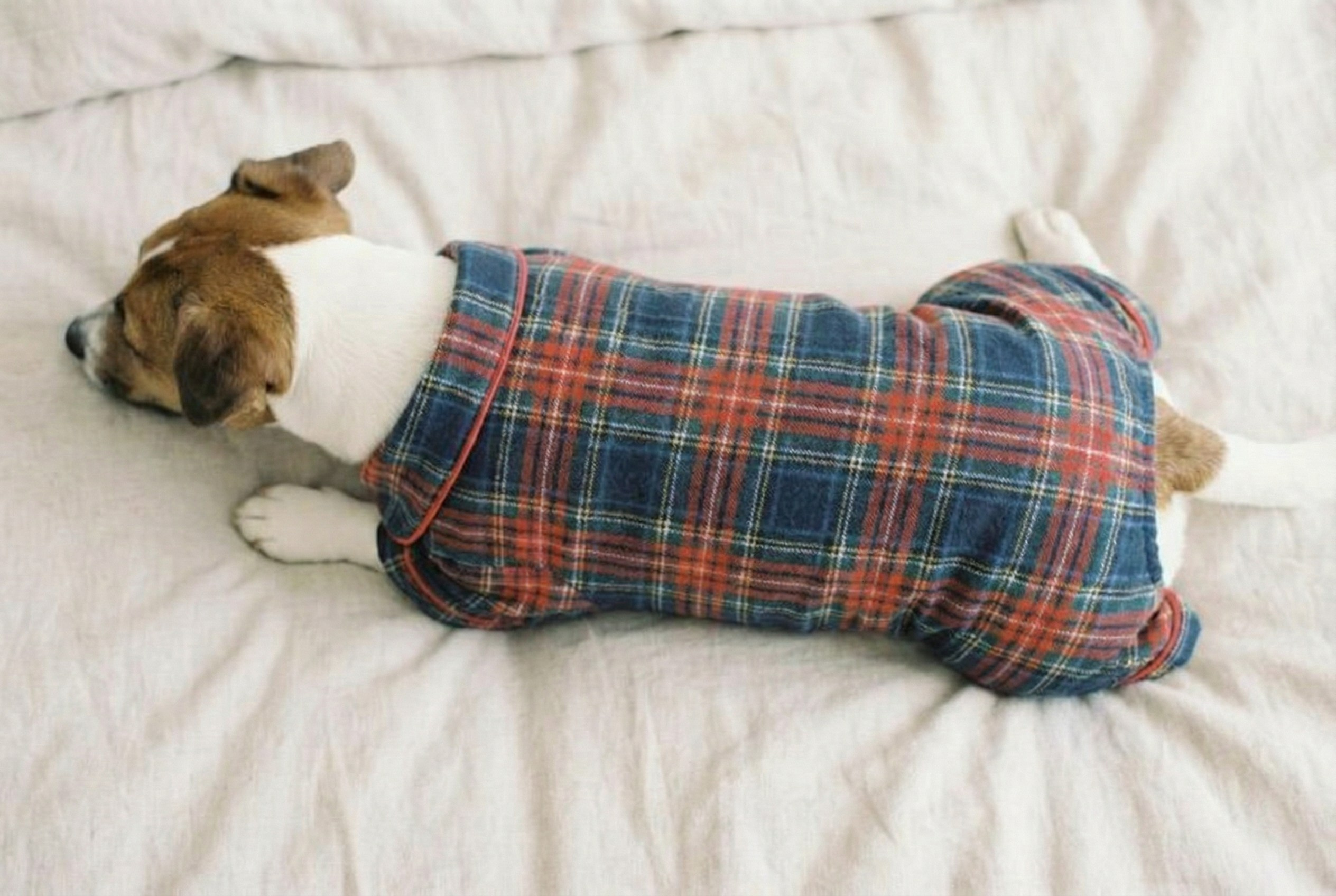 Одежда для собак. Главная