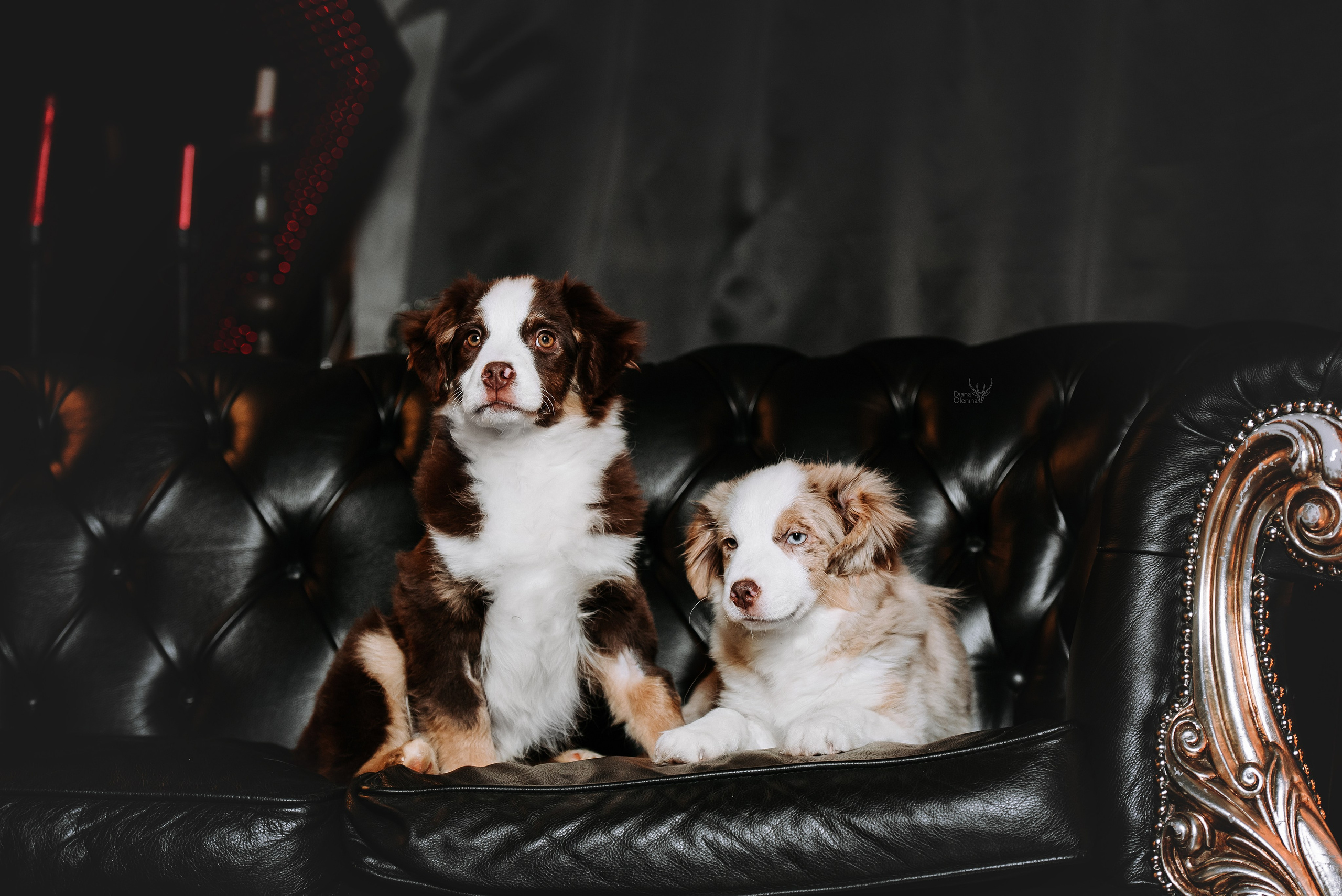 Собаки студия. Фотограф Диана Оленина Красноярск / Братск