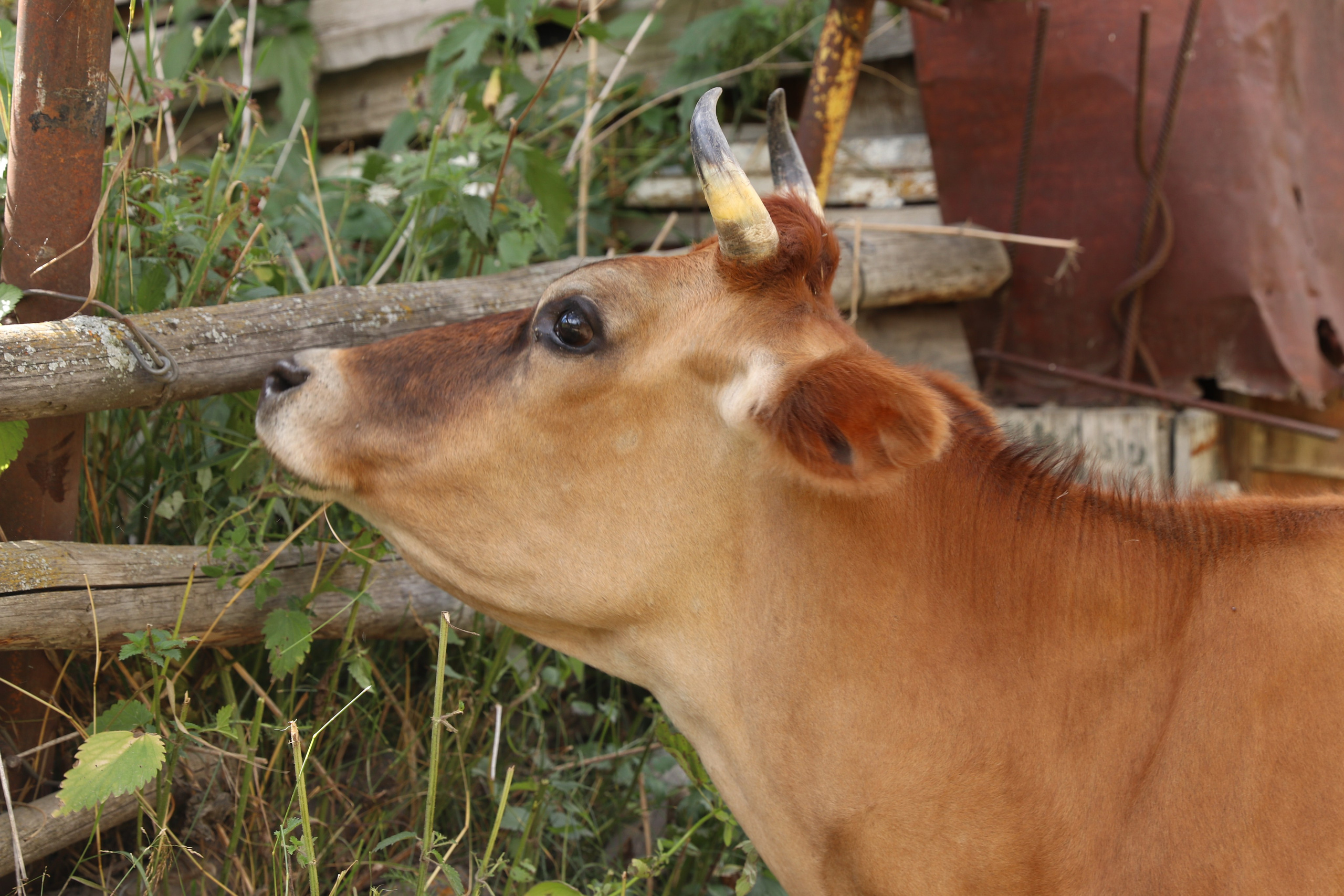 Приэльбрусье. Сентябрь 2023. Путешественник-фотограф из Санкт-Петербурга Татьяна Свистулина
