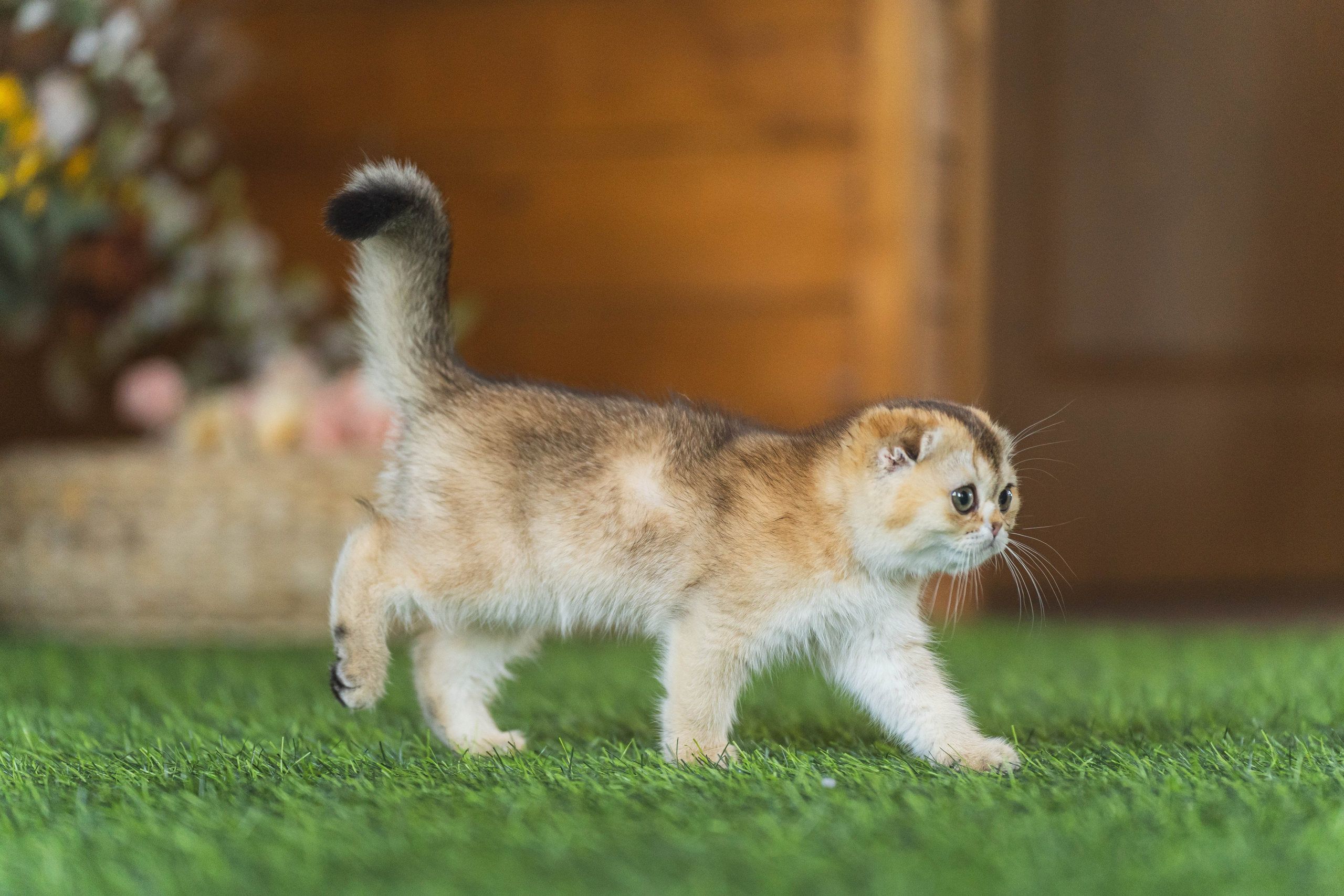 Питомник Шотландских кошек. Фотограф в Москве Ленарская Дарья