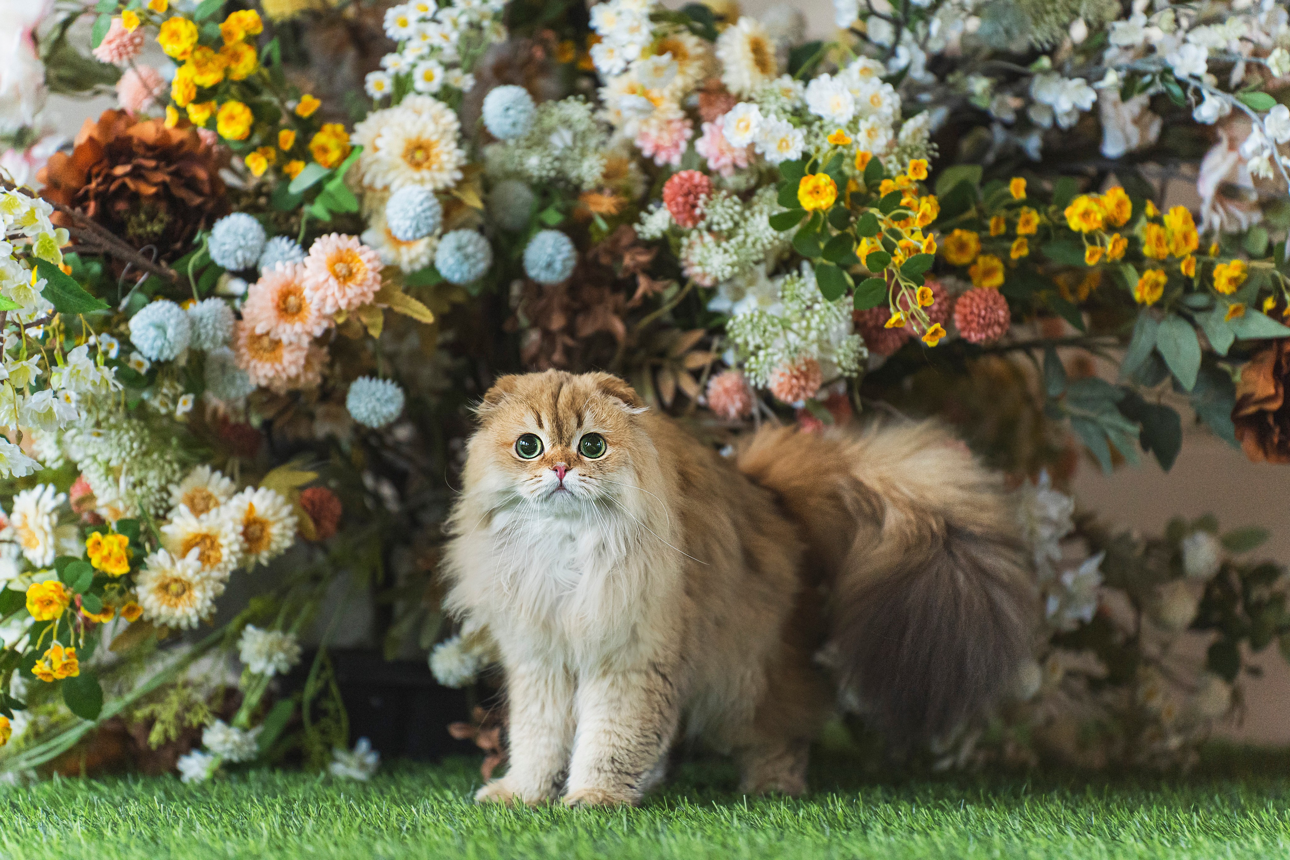 Питомник Шотландских кошек. Фотограф в Москве Ленарская Дарья