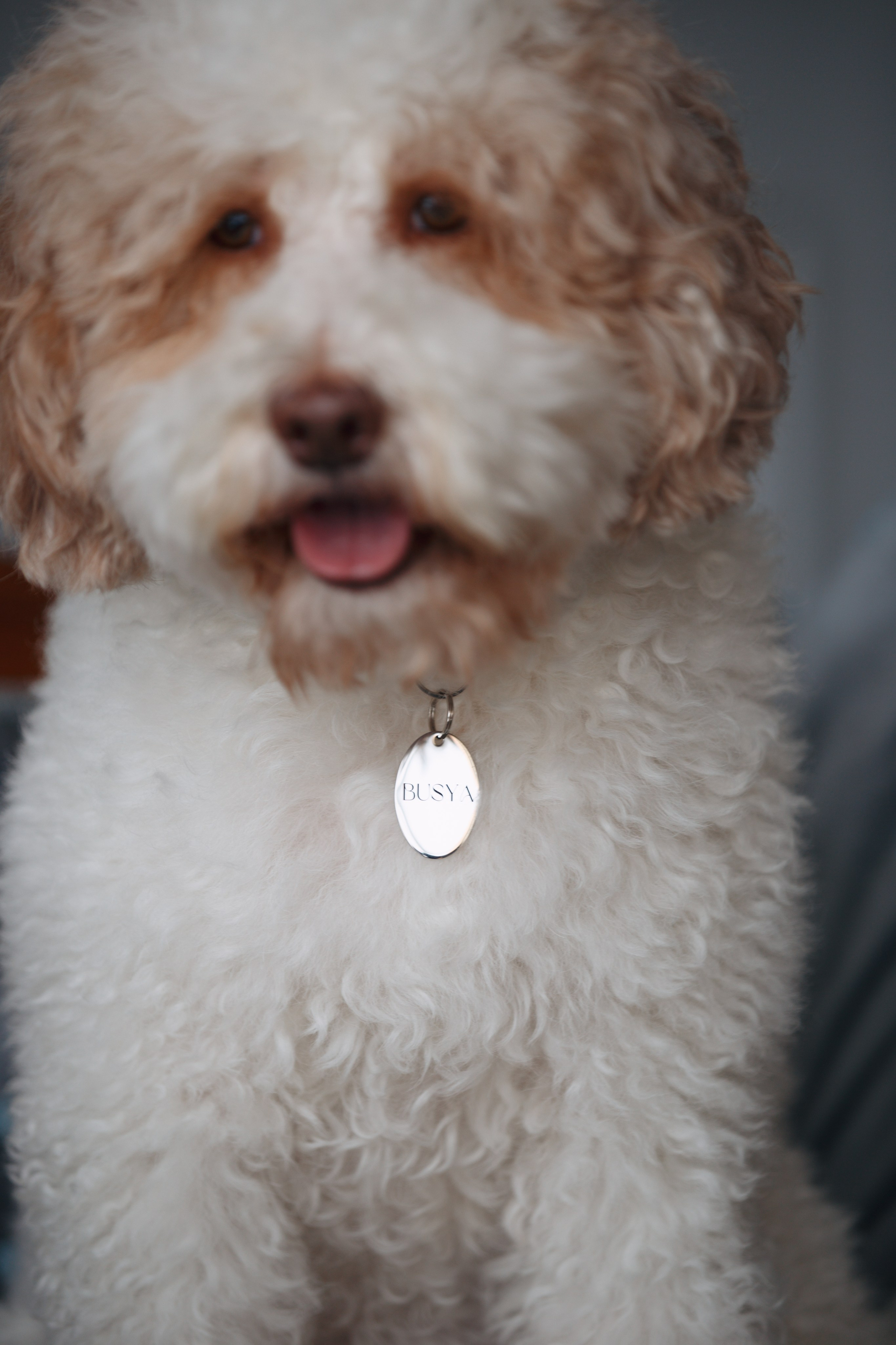 Bmbh лежанки и адресники. Фотограф анималист Кристина Карпова, Москва