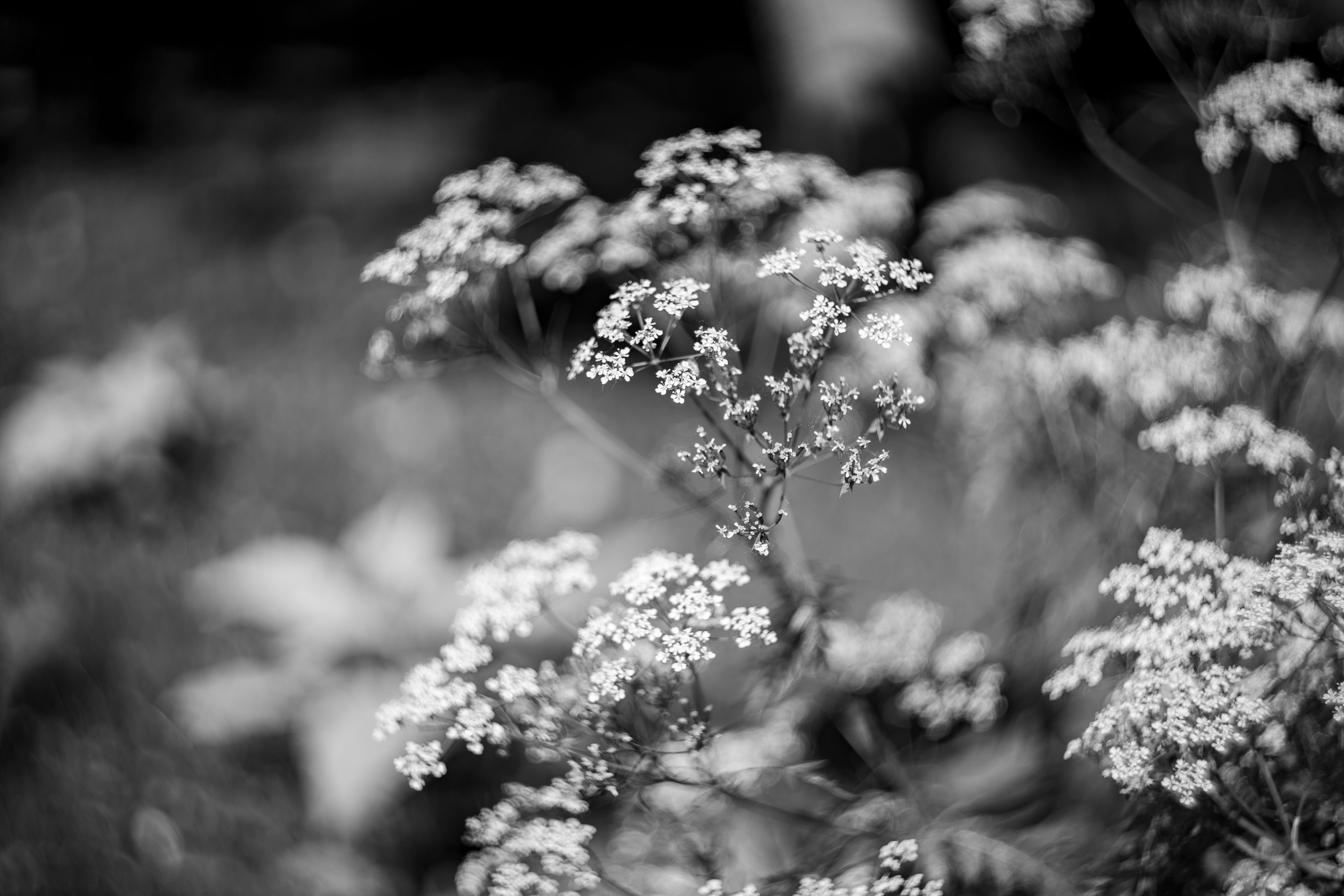 Суздаль 2024. Легкая фотография