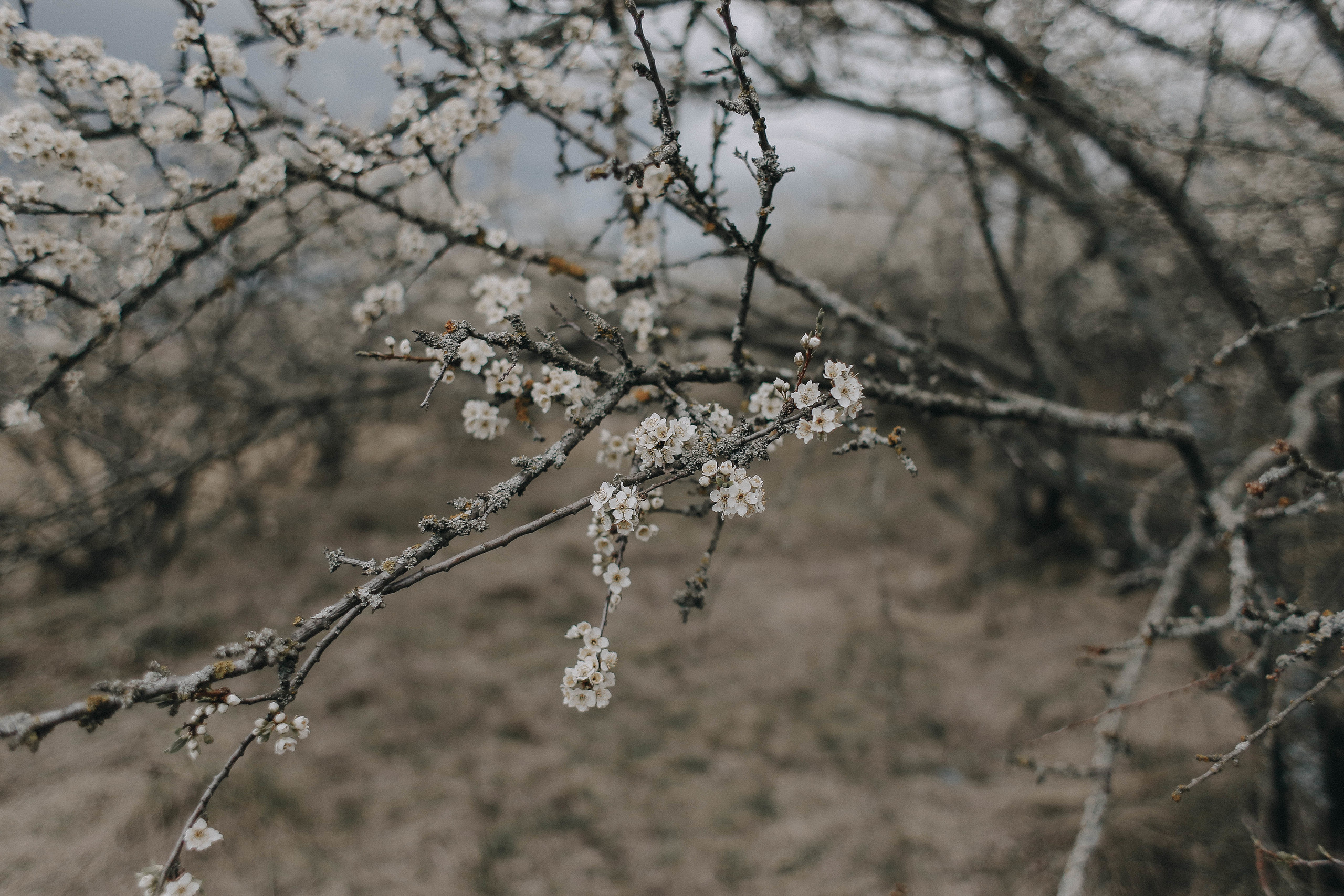 Весеннее пробуждение. Свадебный фотограф Татьяна Курганская
