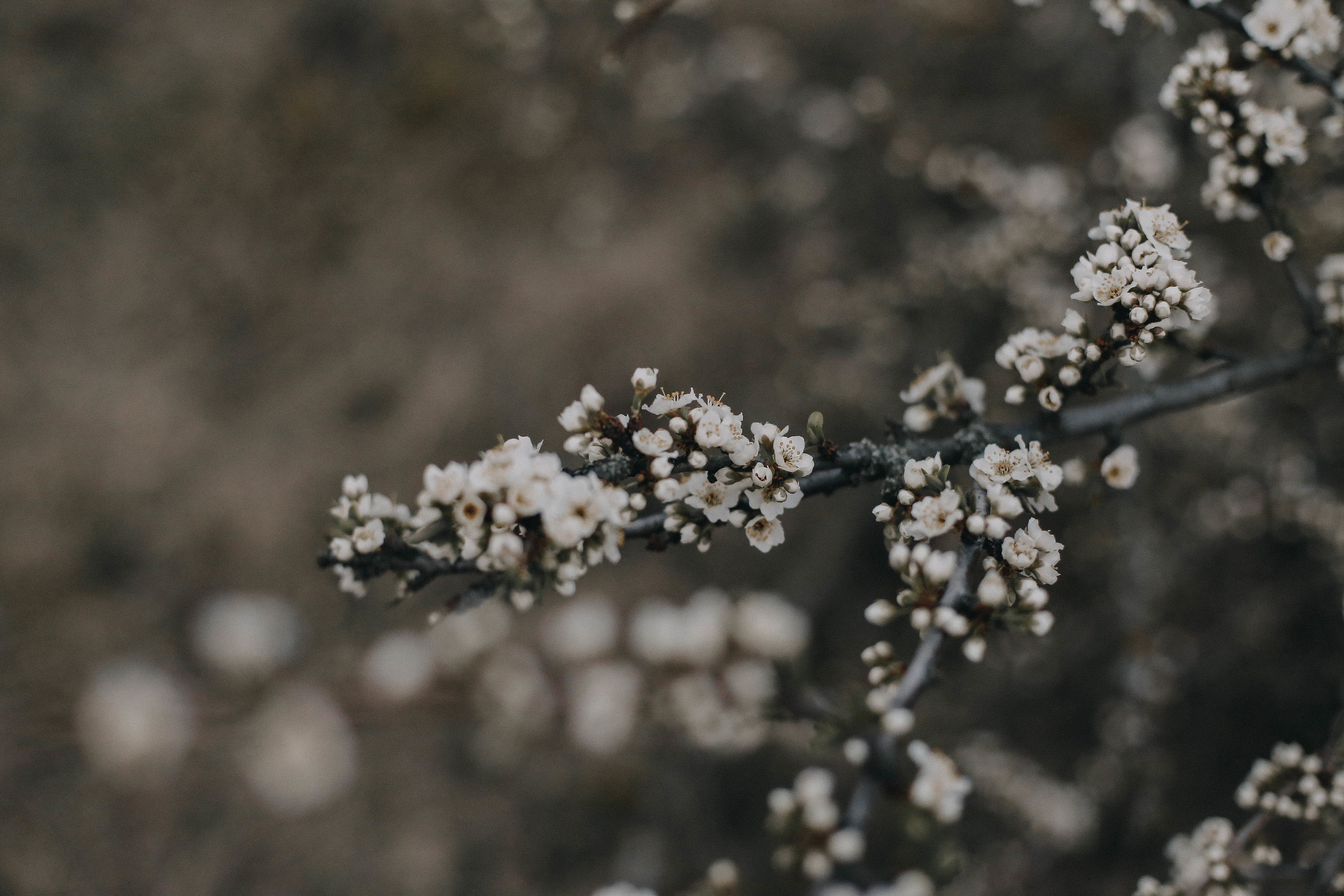 Весеннее пробуждение. Свадебный фотограф Татьяна Курганская