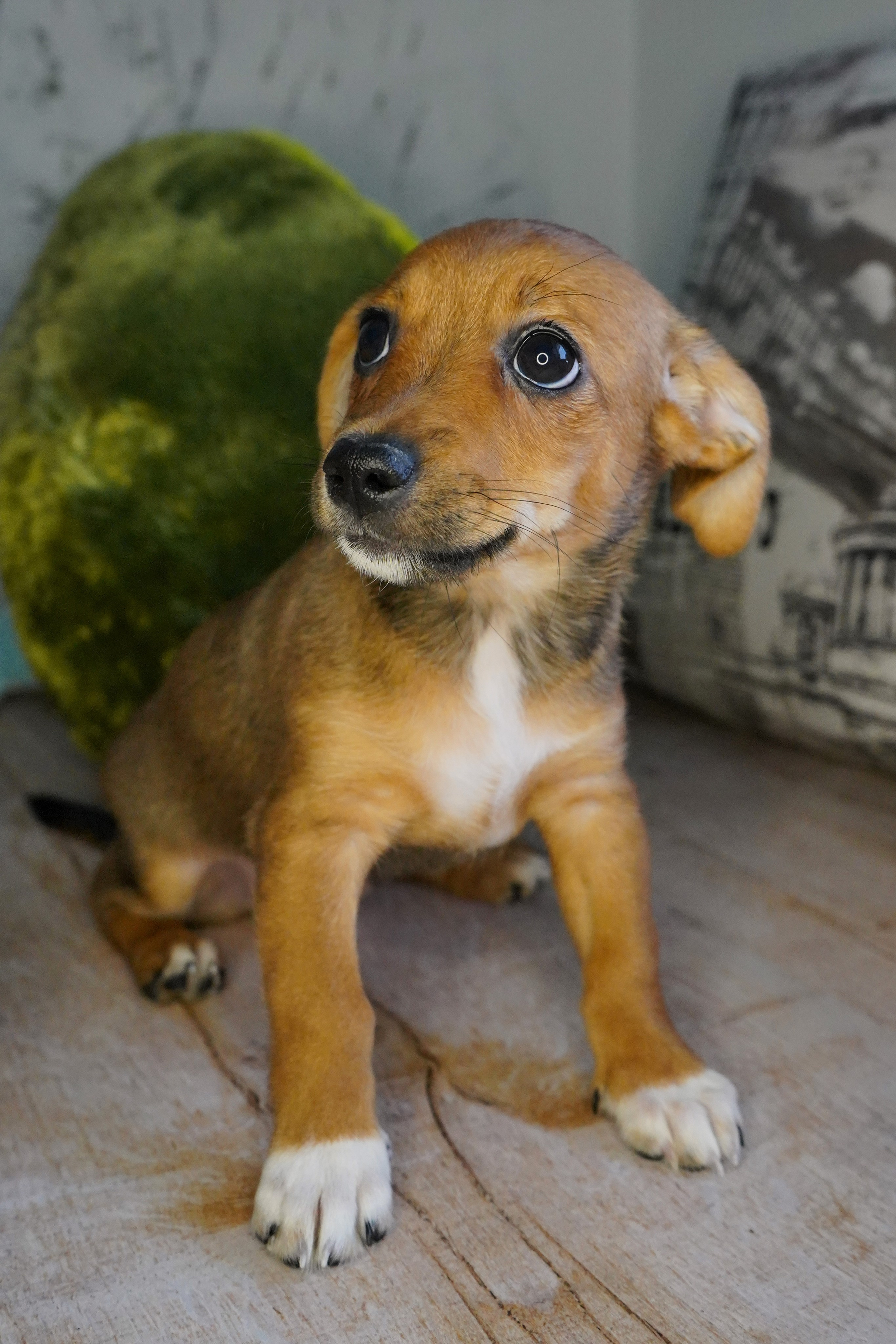 Фотосессии Пушистиков. Фотограф в Санкт-Петербурге Виктория Барышникова