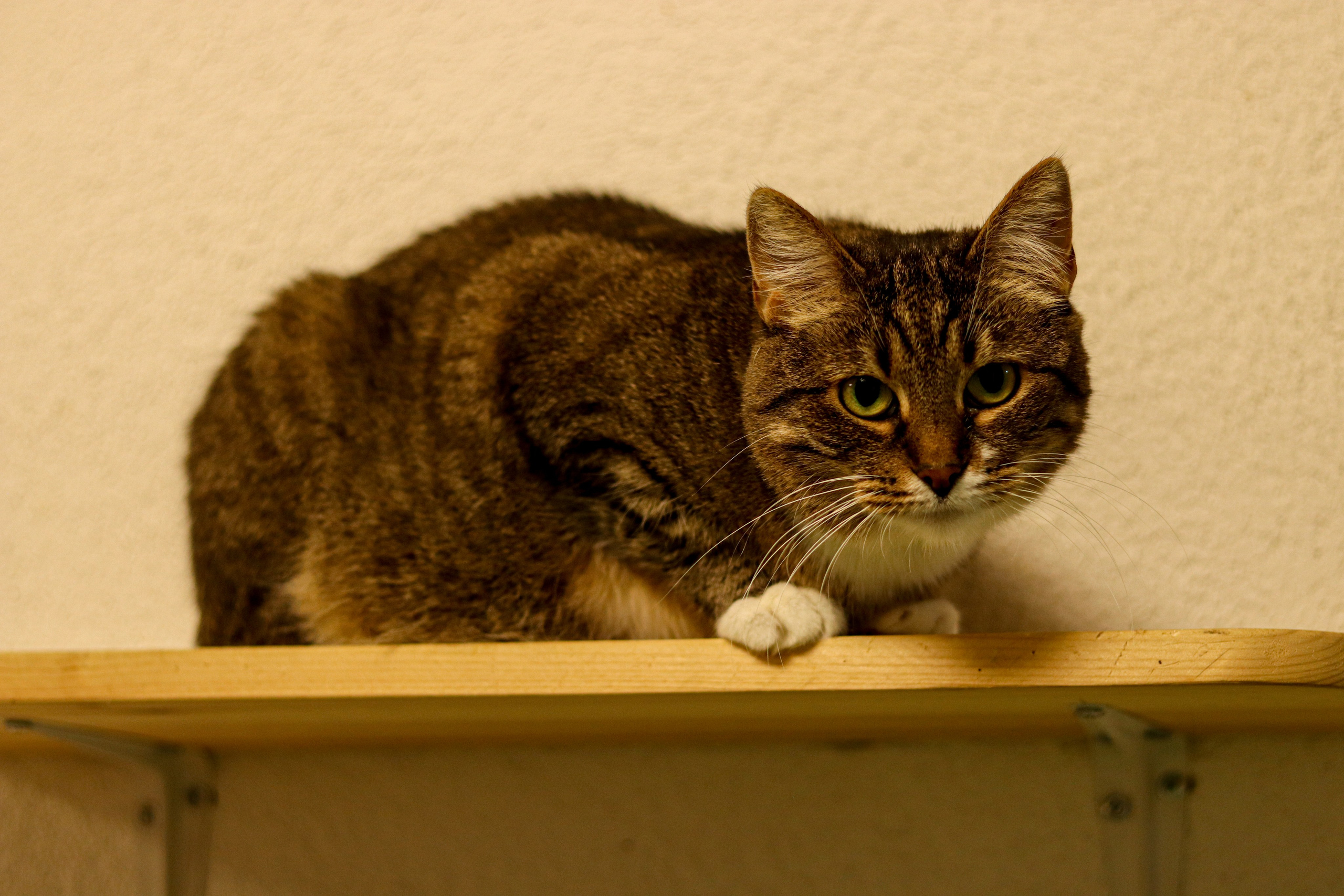 Петербургский дом кота (27 июня 2024). Ивентный фотограф в Санкт-Петербурге Олег Комков