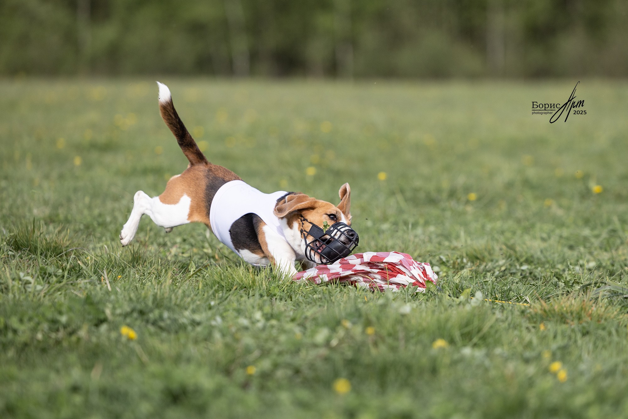 КУРСИНГ. Борис Артамонов фотограф — анималист. Москва