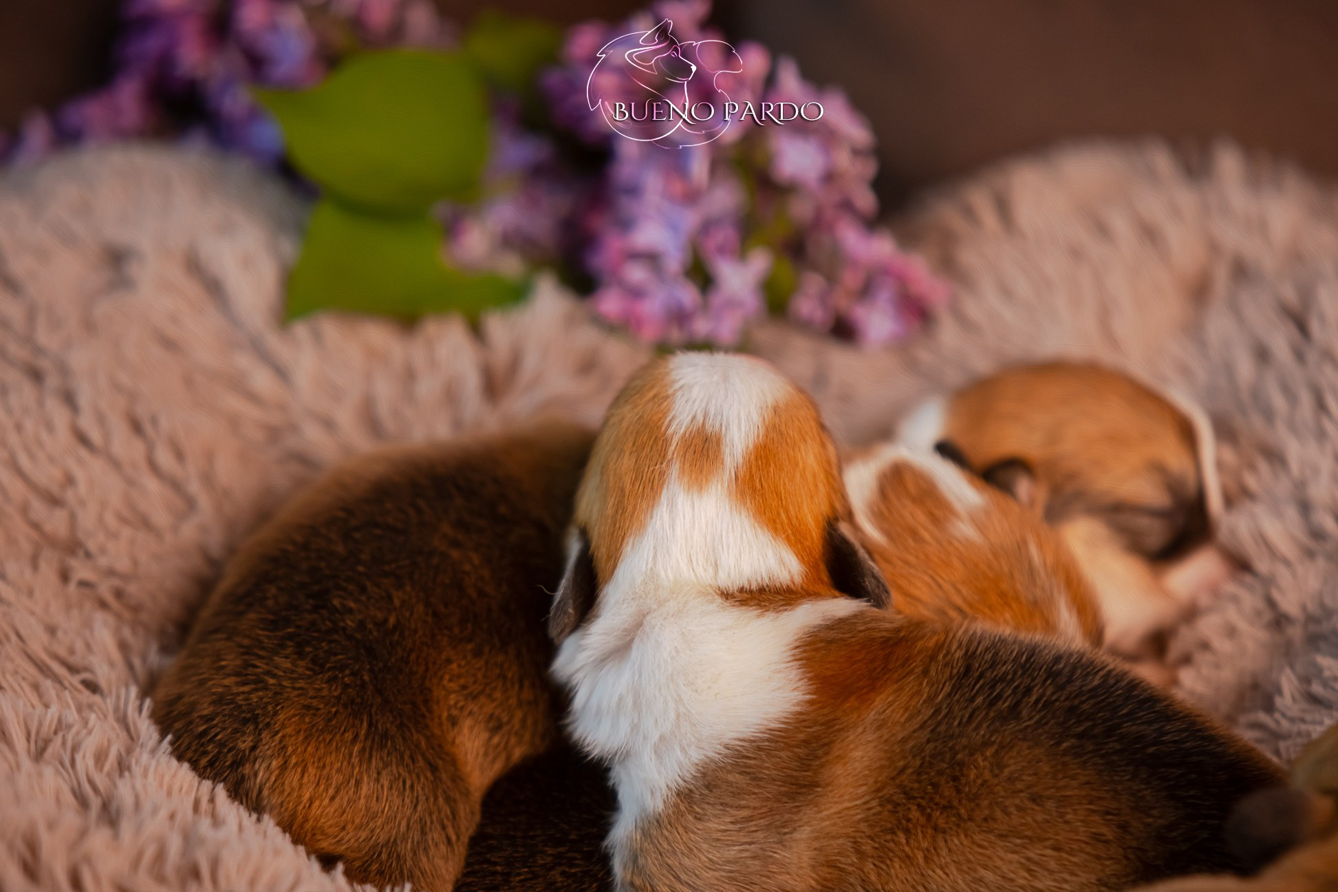 Щенки вельш корги пемброк из питомника. Питомник собак Акита, Хаски, Корги