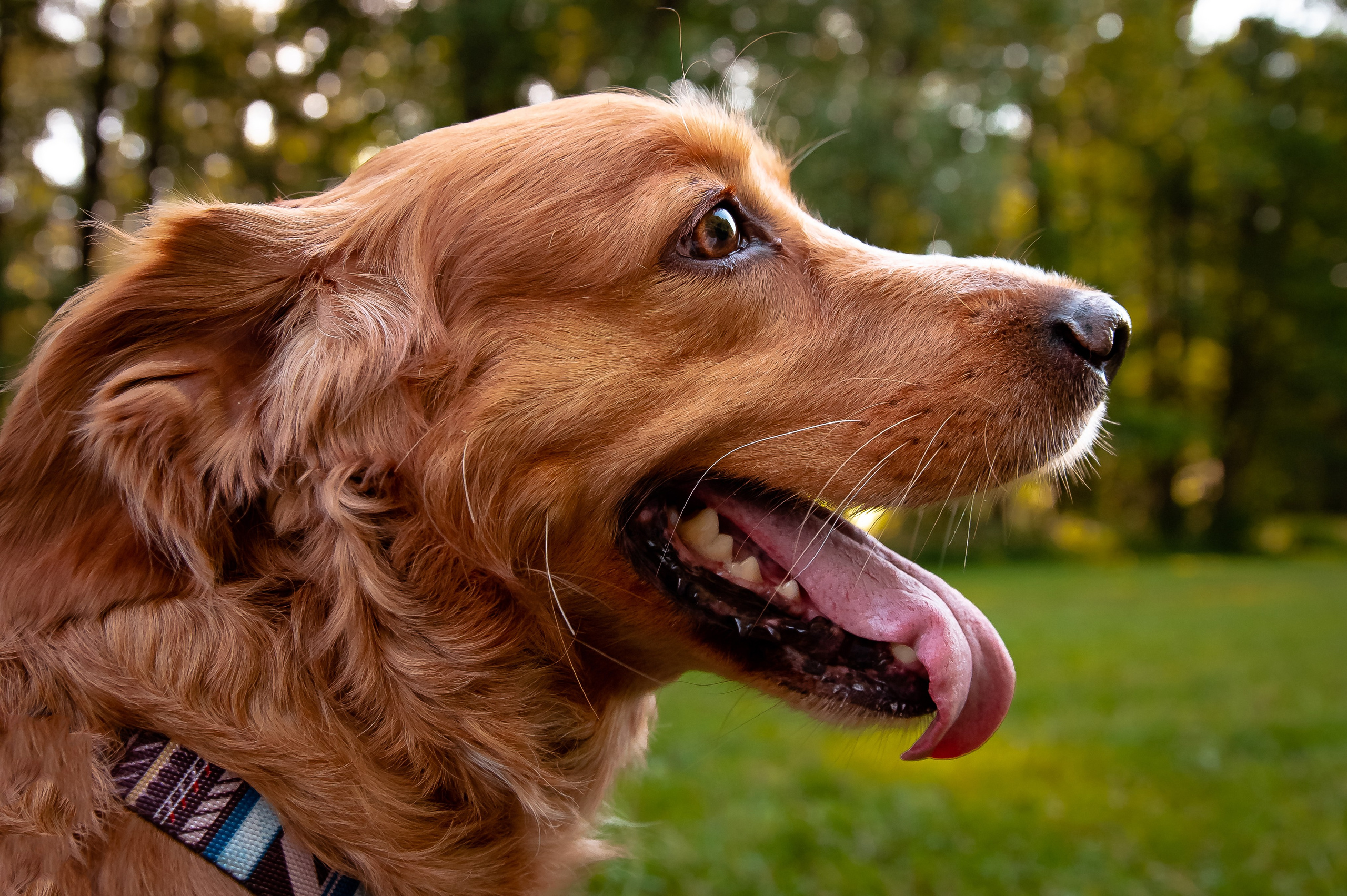 Собаки. Фотограф-анималист в Санкт-Петербурге Анастасия Иванова