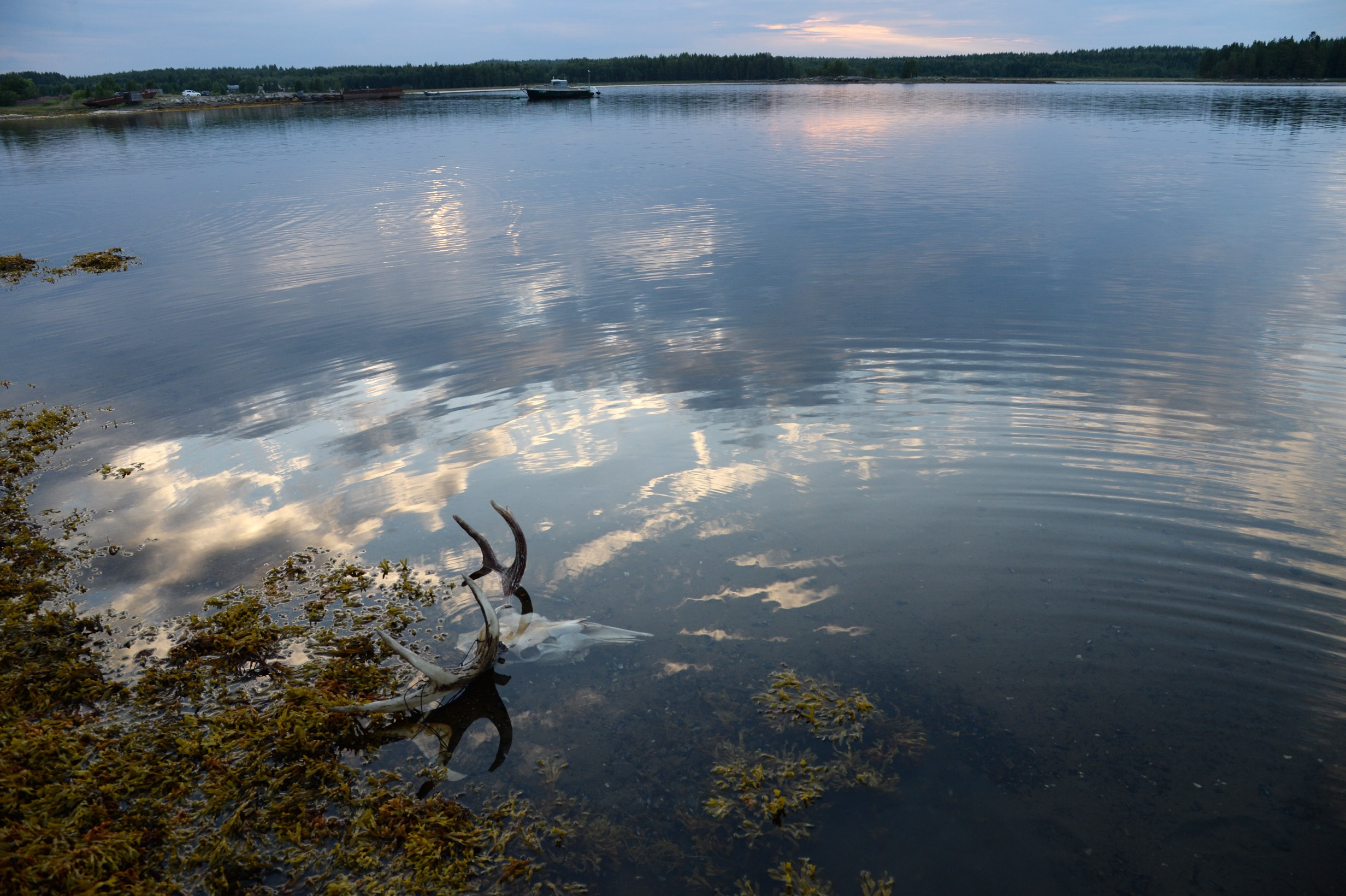 Белое море биологи. Фотограф Алиса Калинина