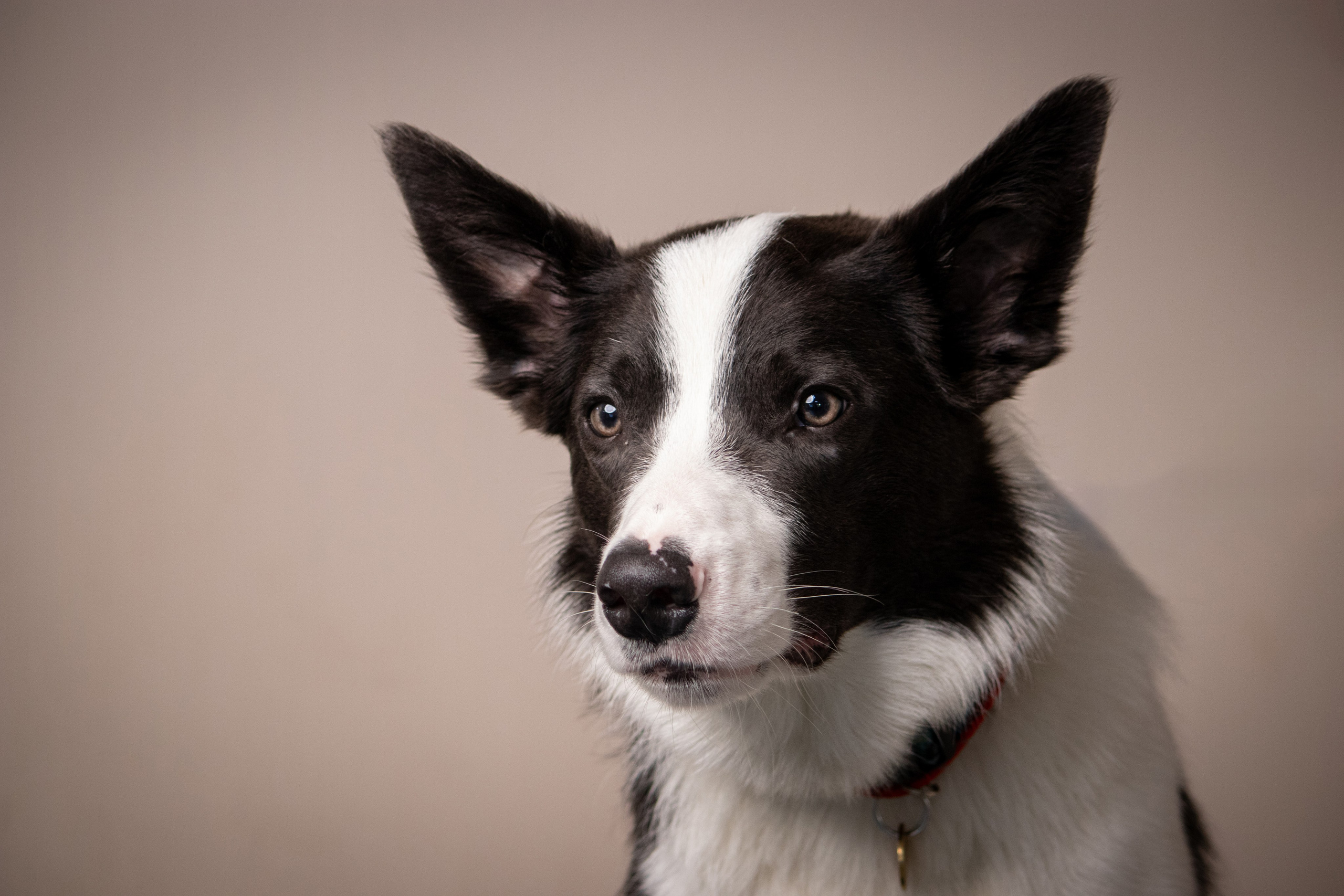 MOS`KA groom | Стрижки кошек и собак | НН. Фотограф в Нижнем Новгороде Екатерина Хисматулина