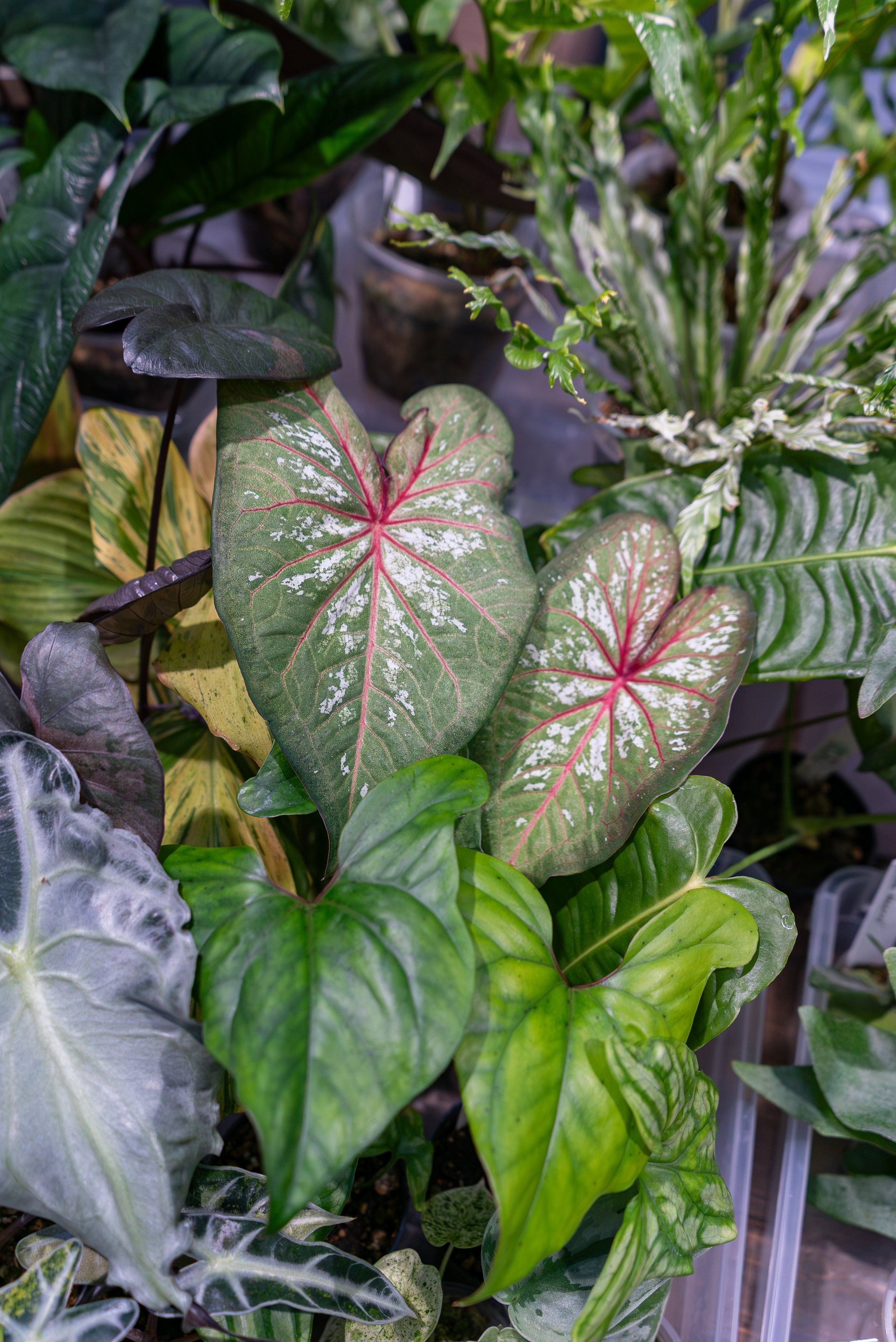 Greenrare июль. Александра Куликова фотограф, Москва