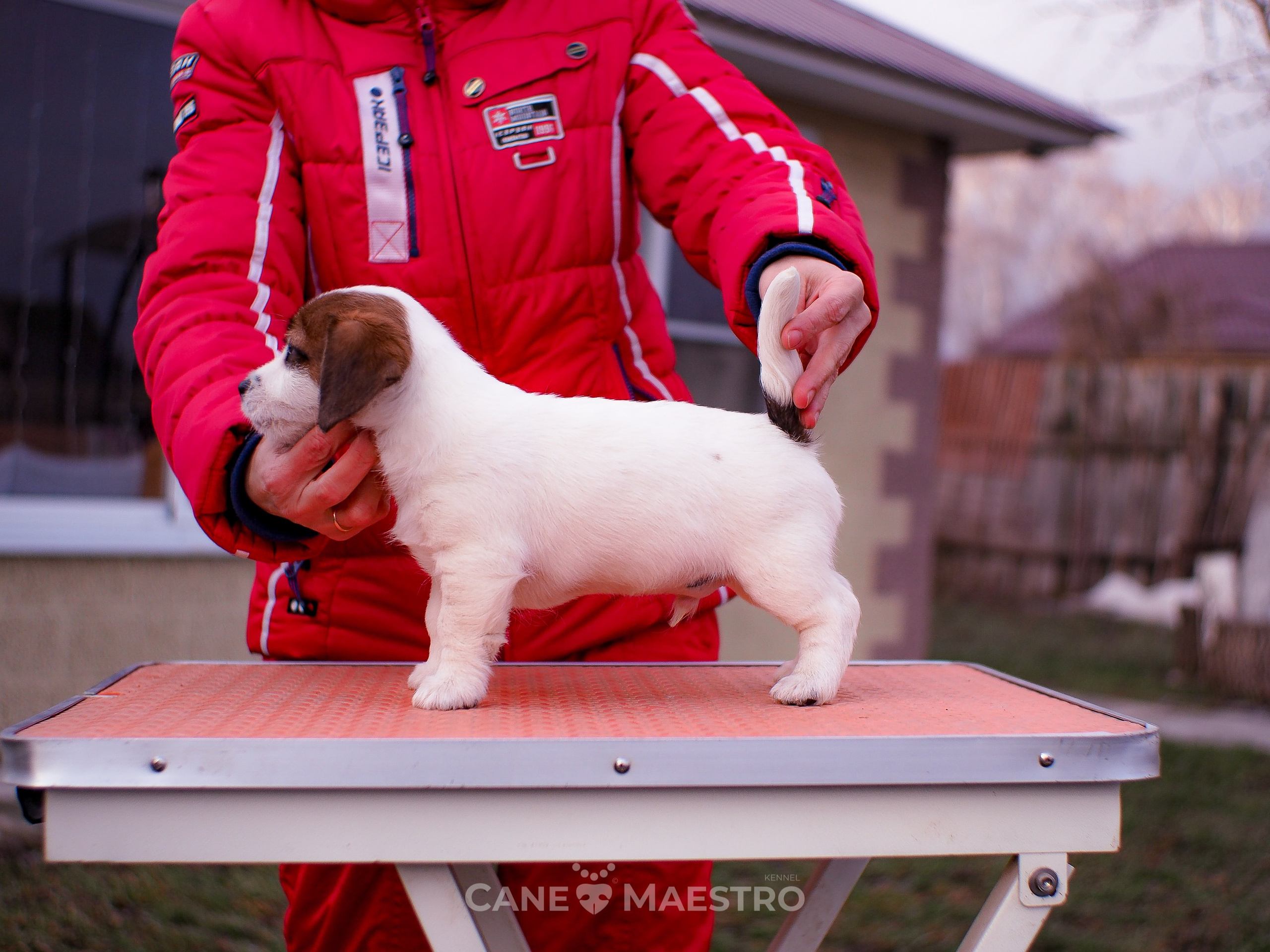 1КОБЛ_МОНОКЛЬ_Ц_ЛИТТЕР. CANE MAESTRO — kennel Jack Russell Terrier