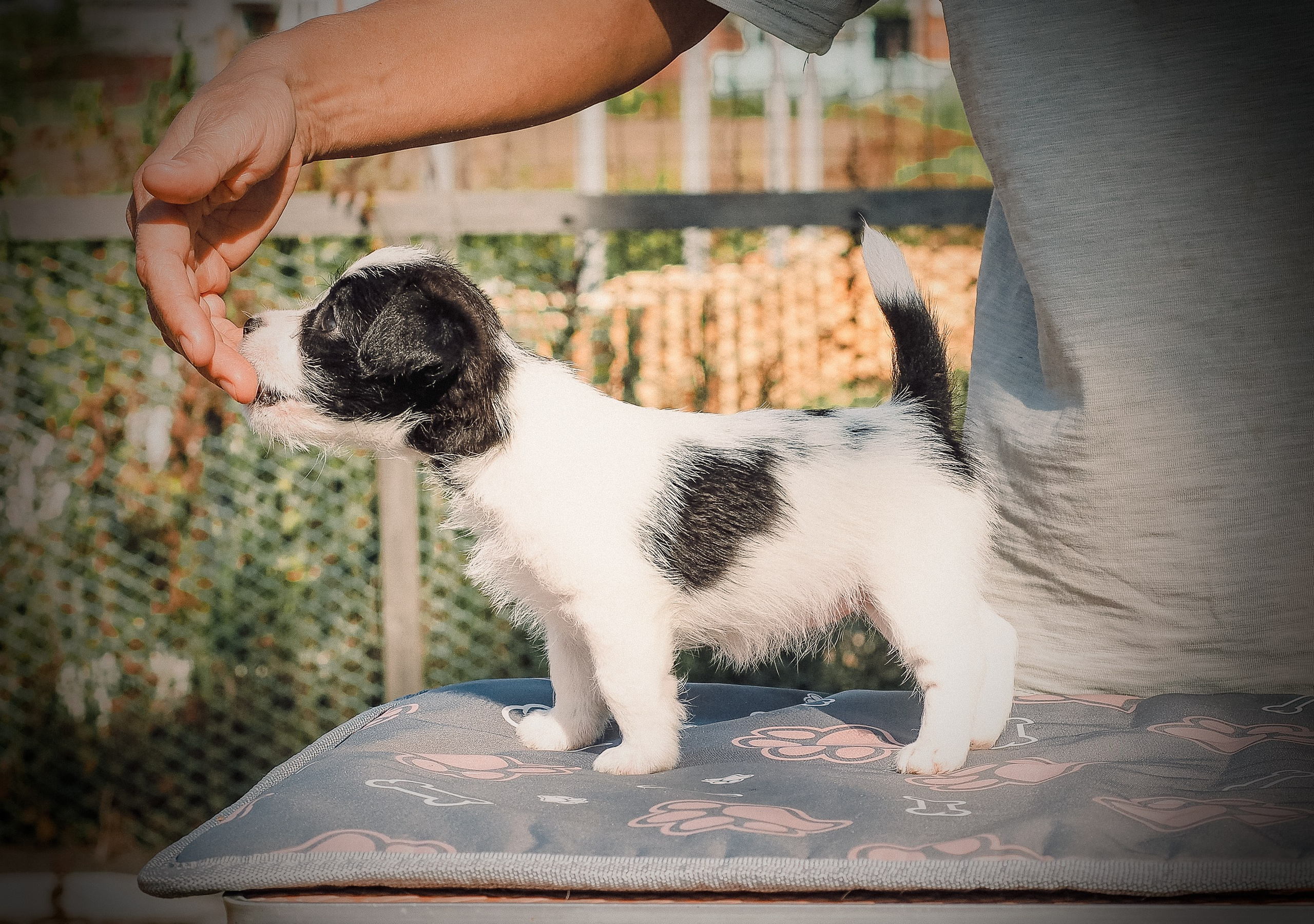 Бело-черная красавица джек-рассел-терьер. КАНЕ МАЭСТРО — питомник Джек рассел терьеров