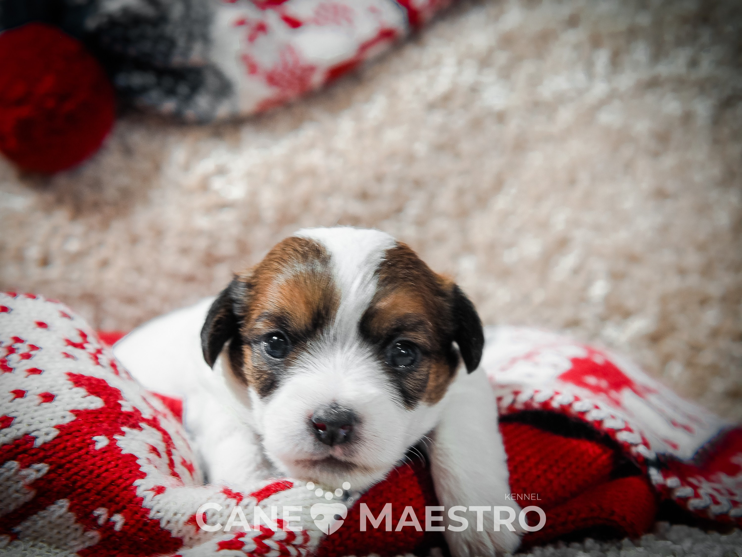 3КОБЛ_СНЕГОВИК. CANE MAESTRO — kennel Jack Russell Terrier