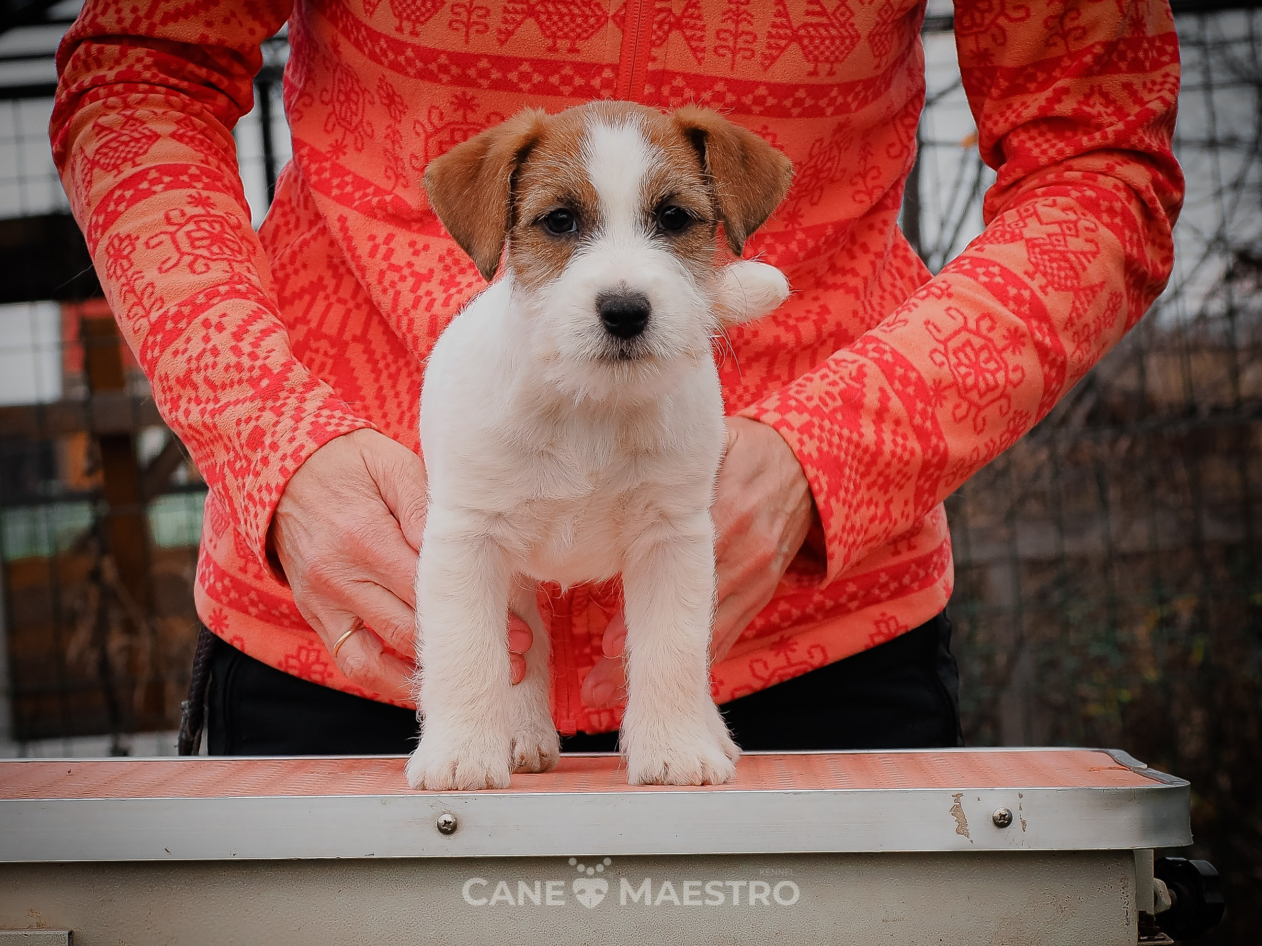 Сука2_БР_27_08_25. CANE MAESTRO — kennel Jack Russell Terrier
