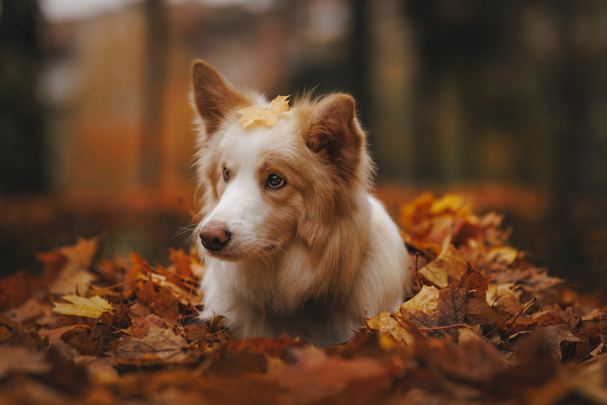 На природе. Фотограф- анималист Санкт-Петербург